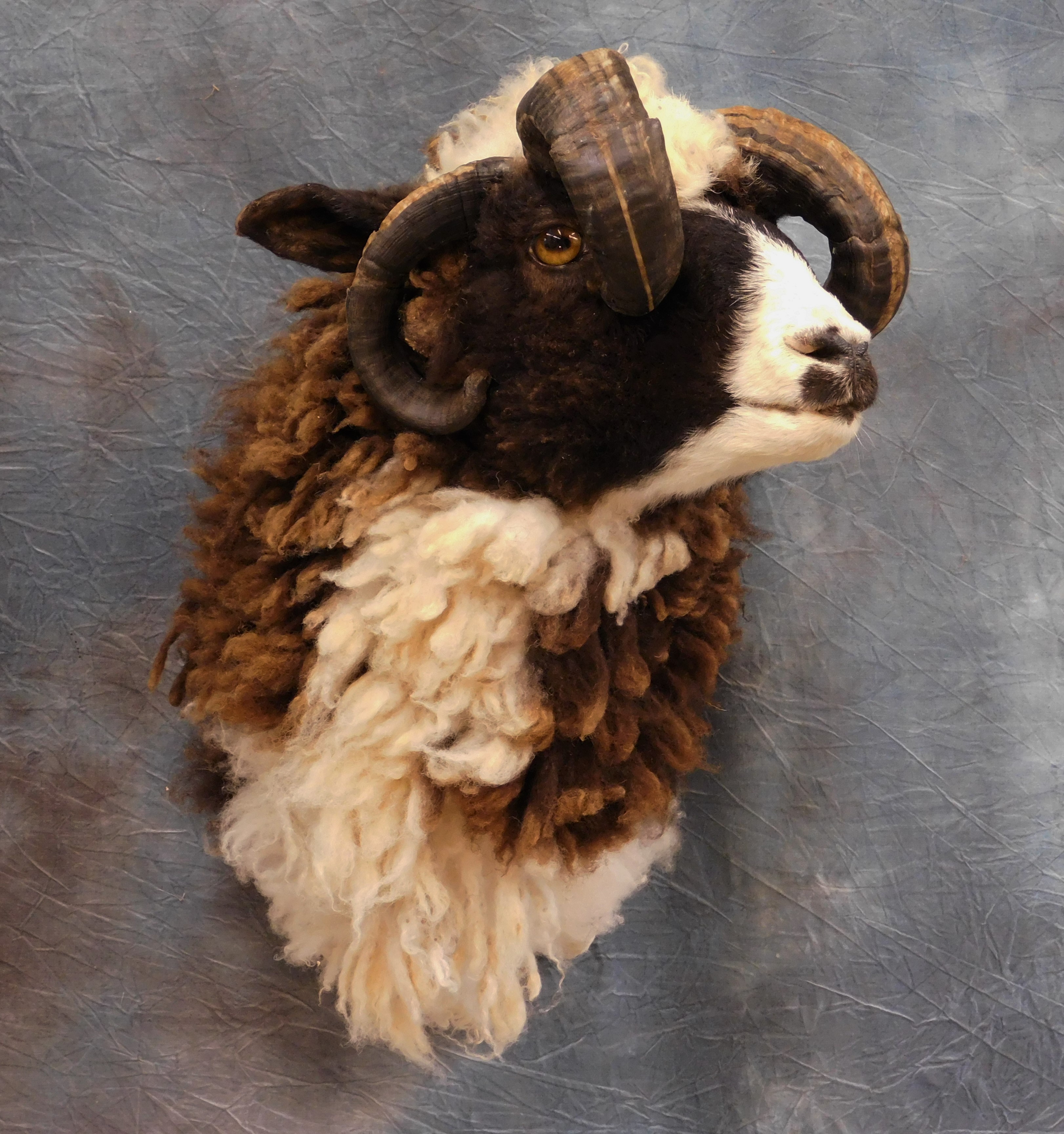 Sheep mount.