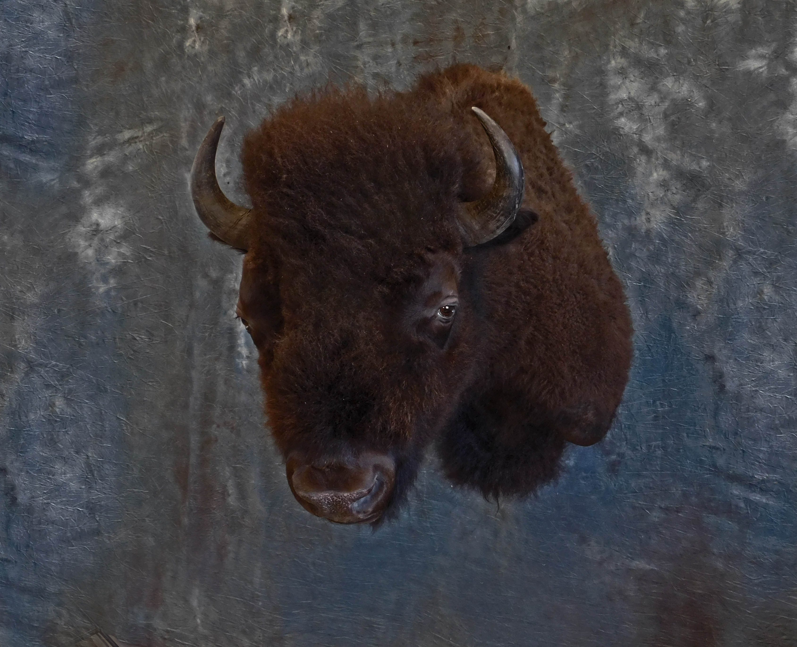 Buffalo Shoulder Mount