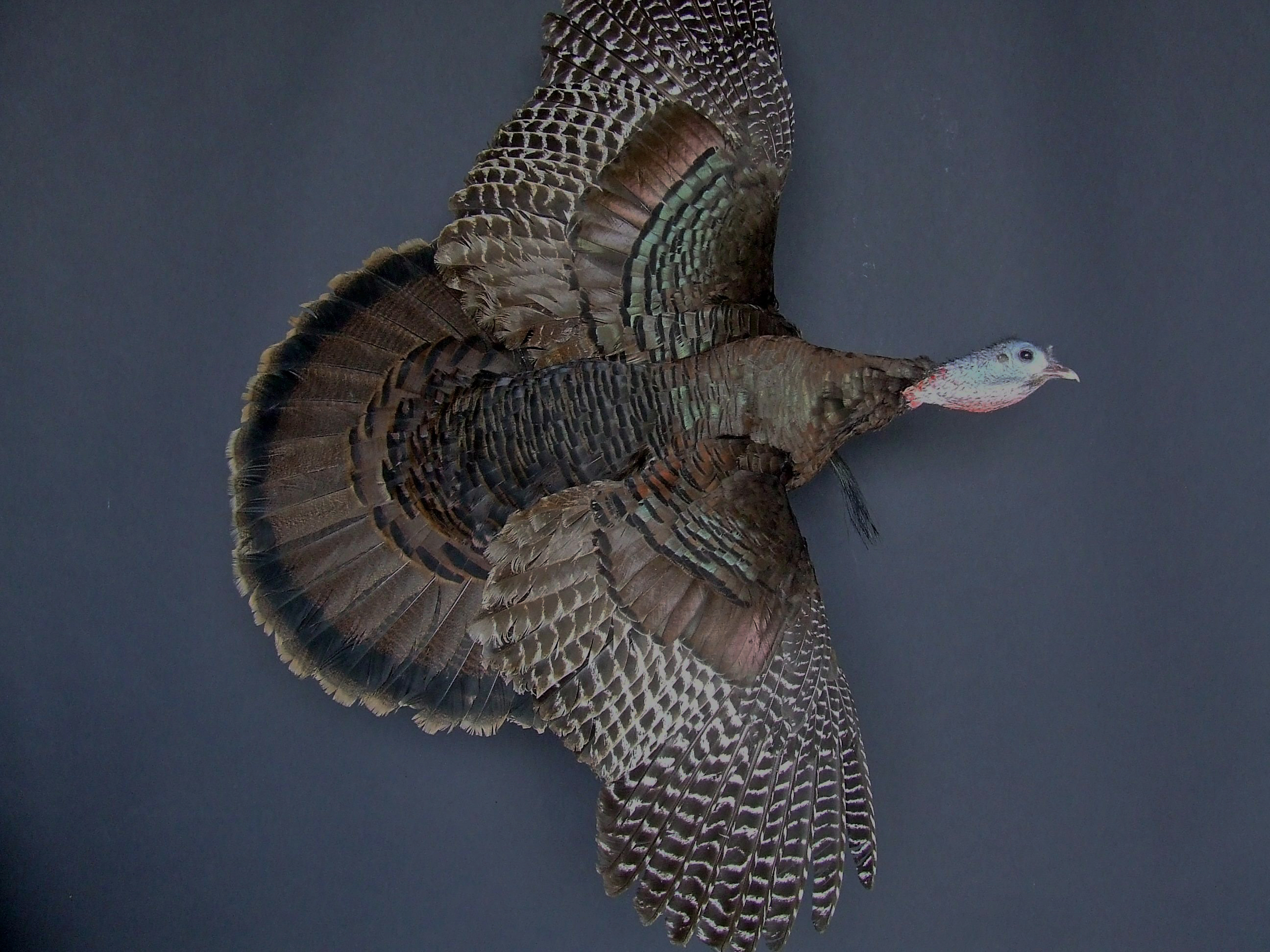 Bearded Hen Turkey.