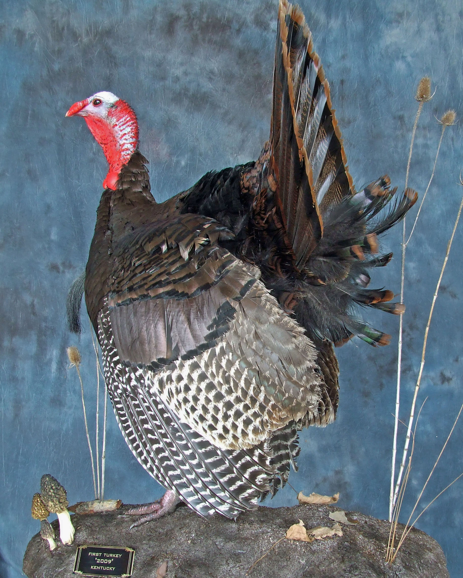 Turkey Taxidermy.