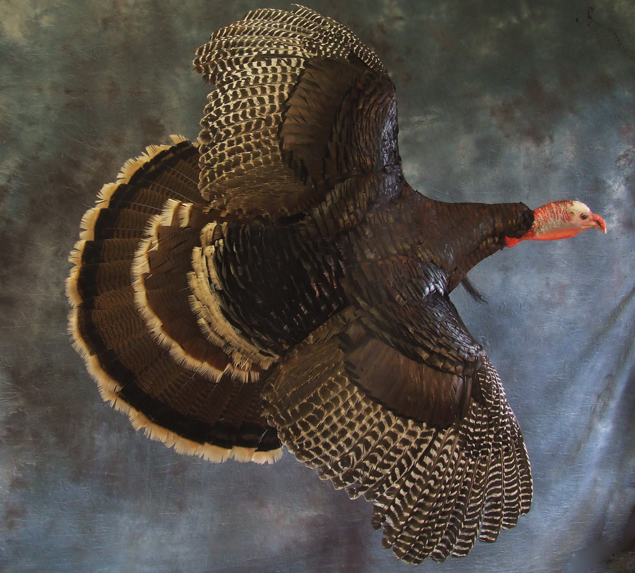 Turkey Taxidermy.