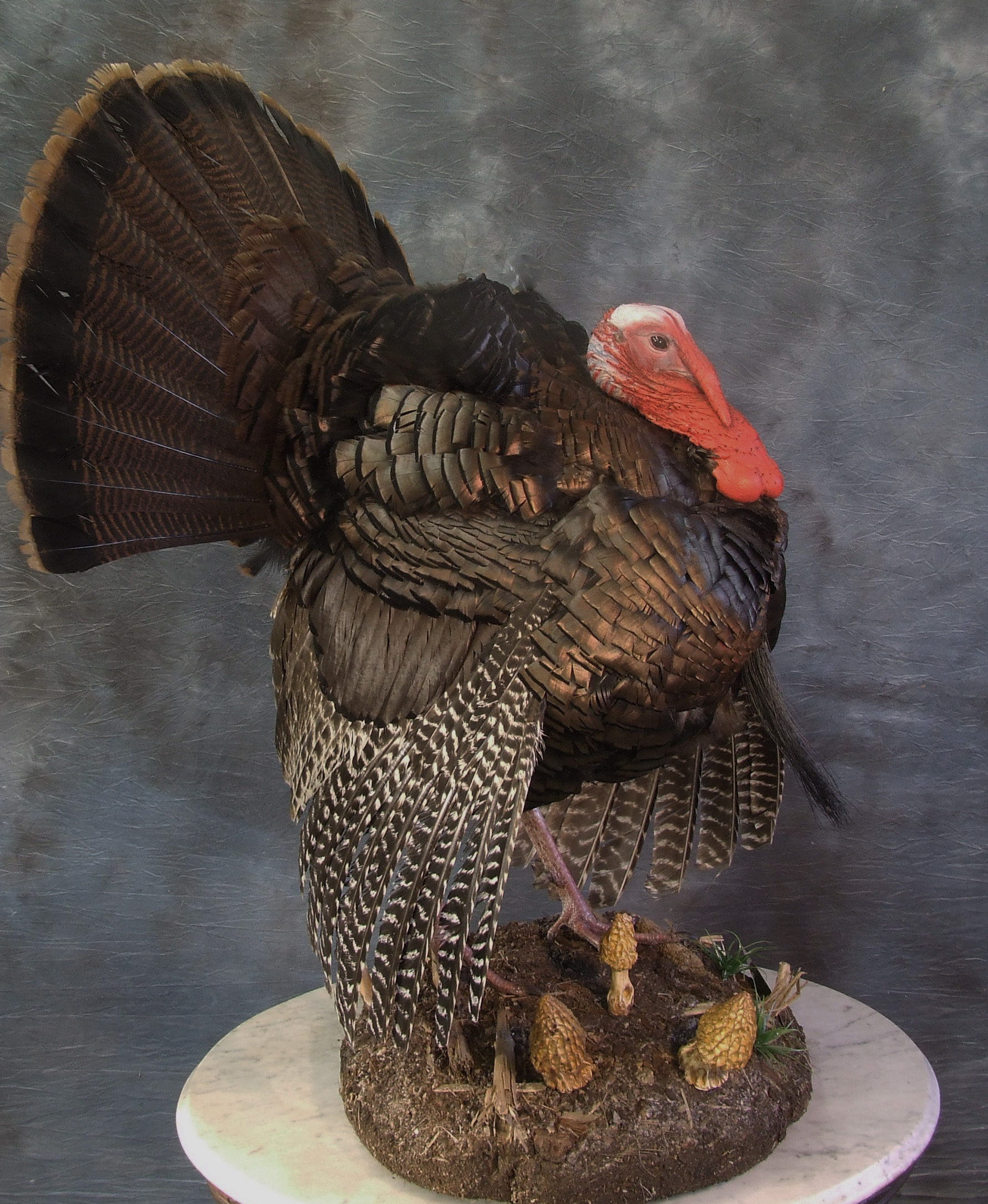 Turkey mount.