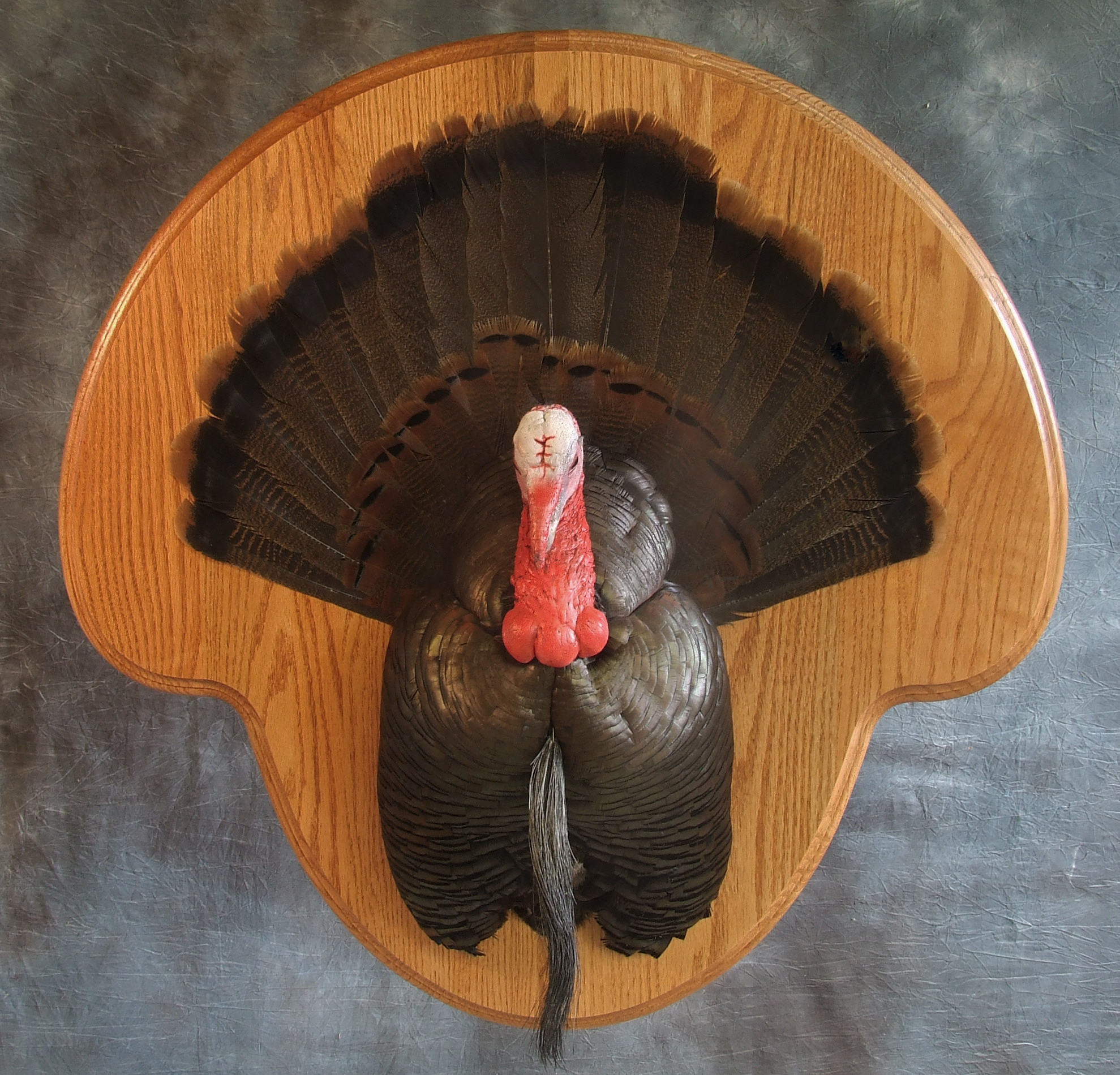 Wild Turkey mount.