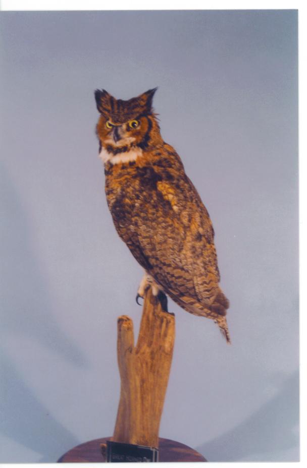 Owl mount.