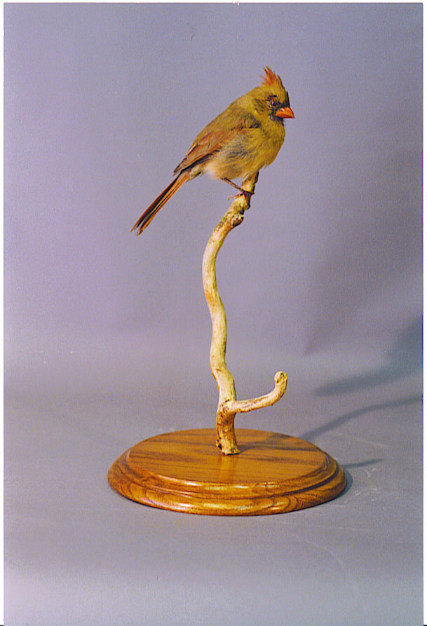 Mounted Cardinal