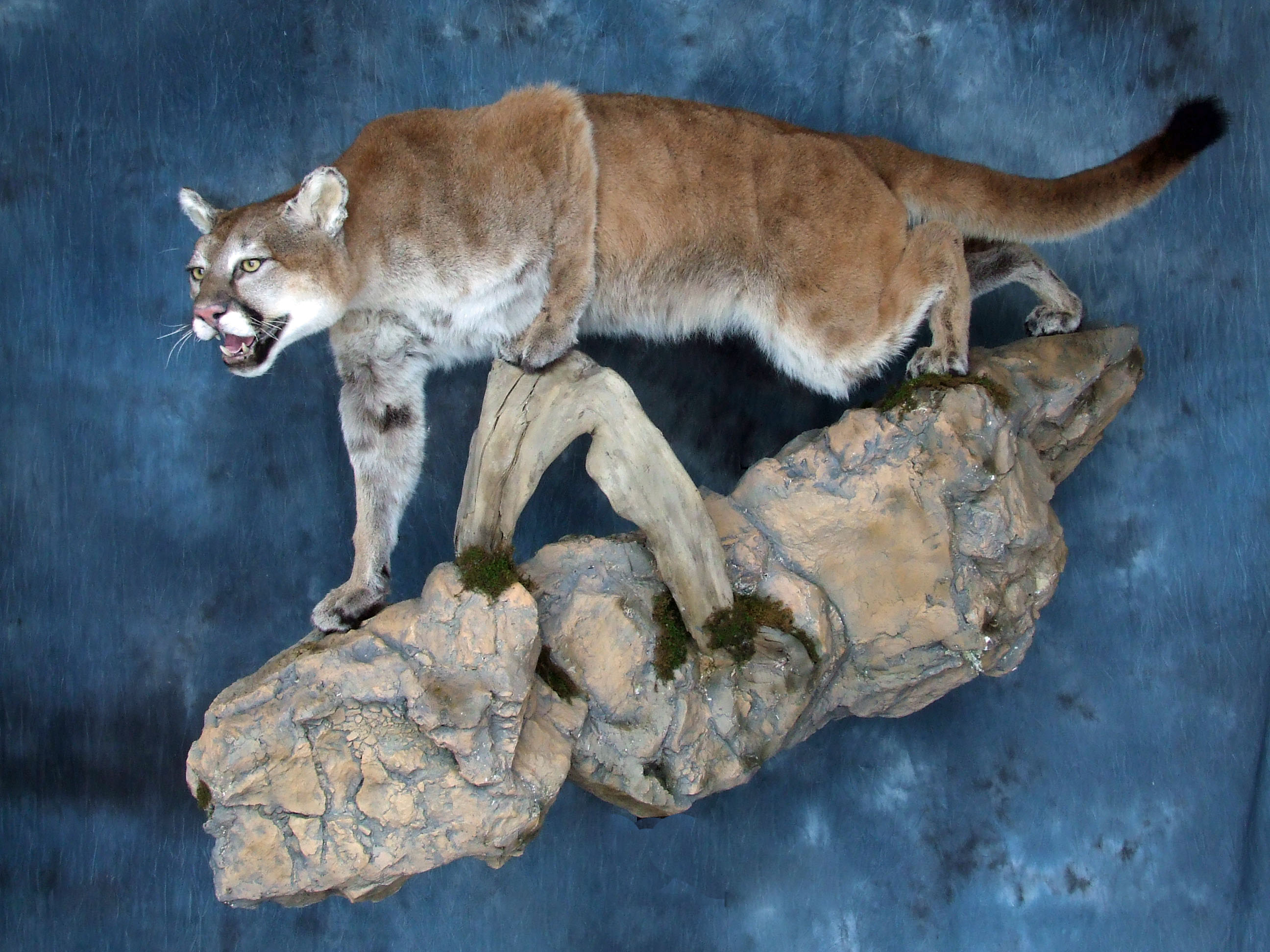 Mountain Lion/Cougar