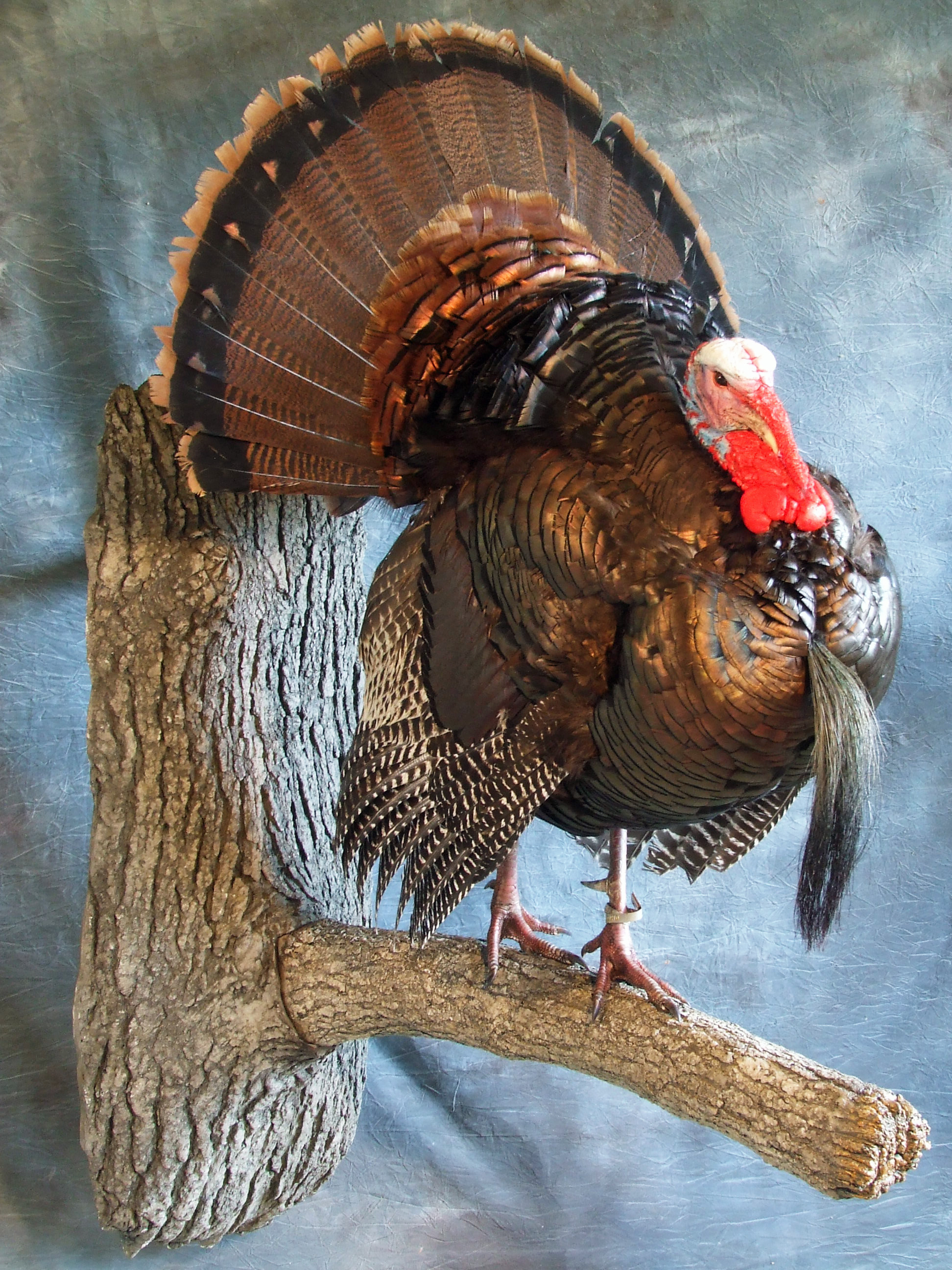 Turkey Mount