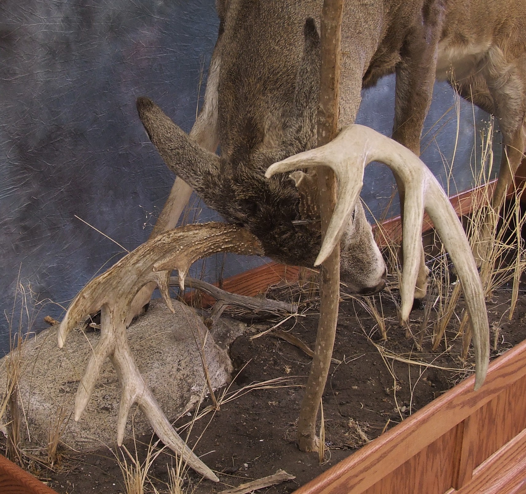 Deer Taxidermy.