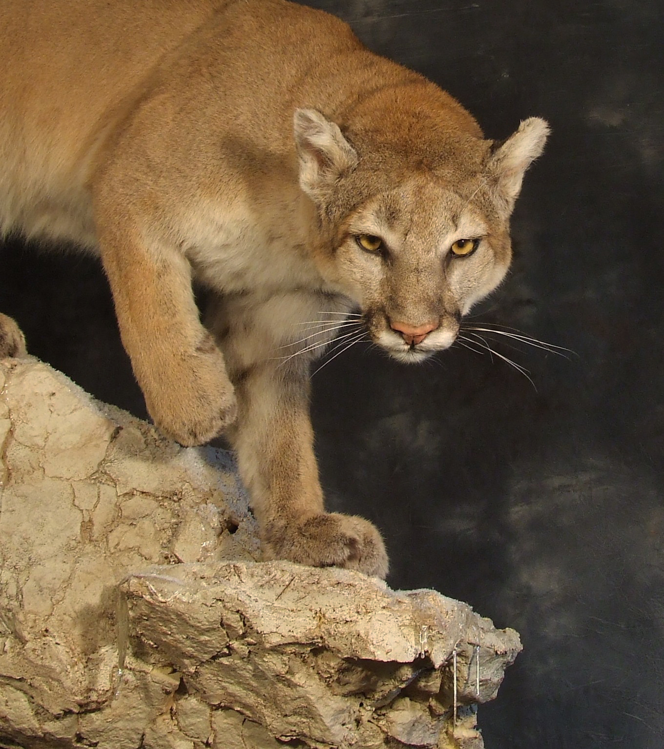 Mountain Lion Taxidermy.