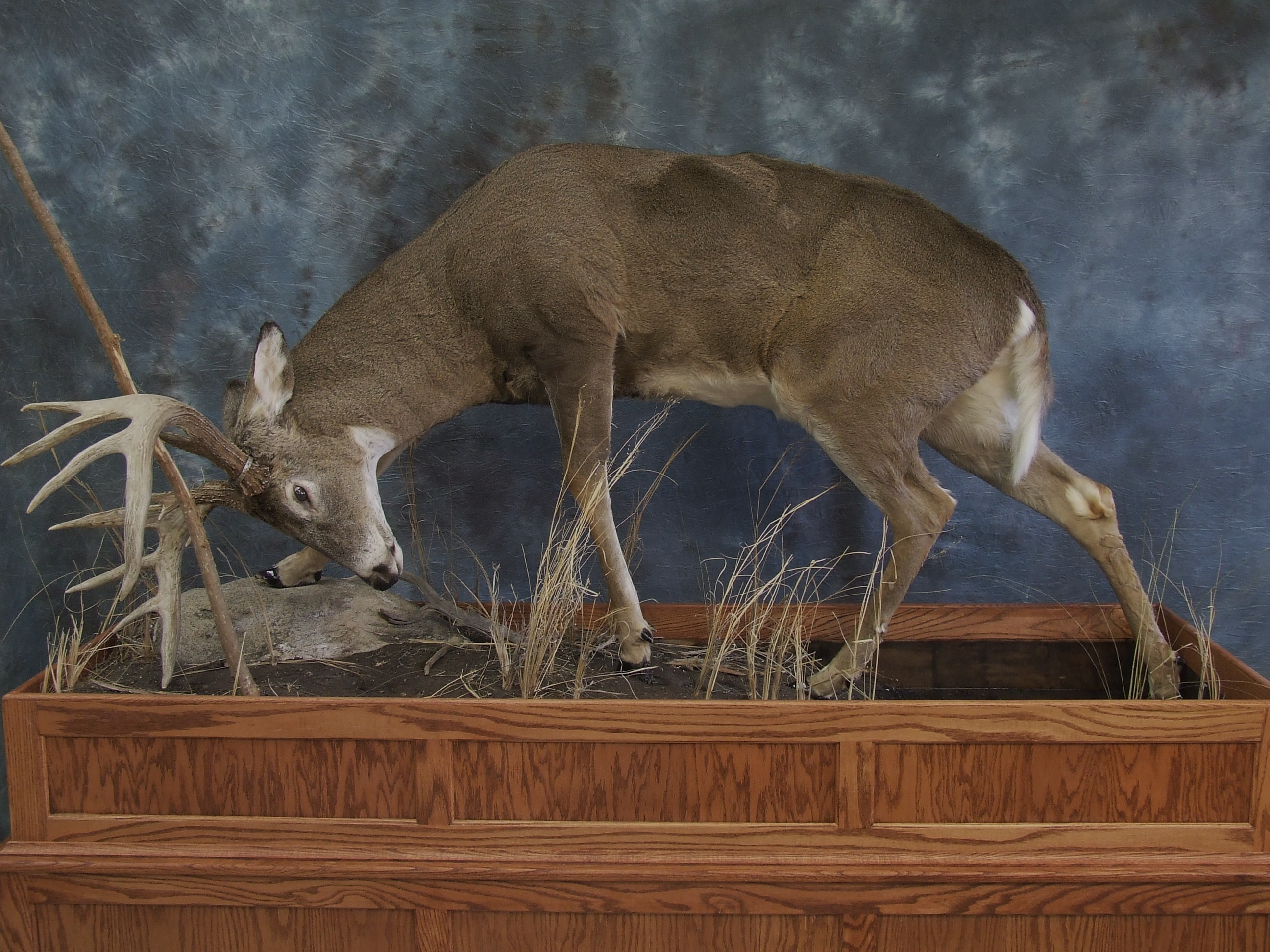 Deer taxidermy.