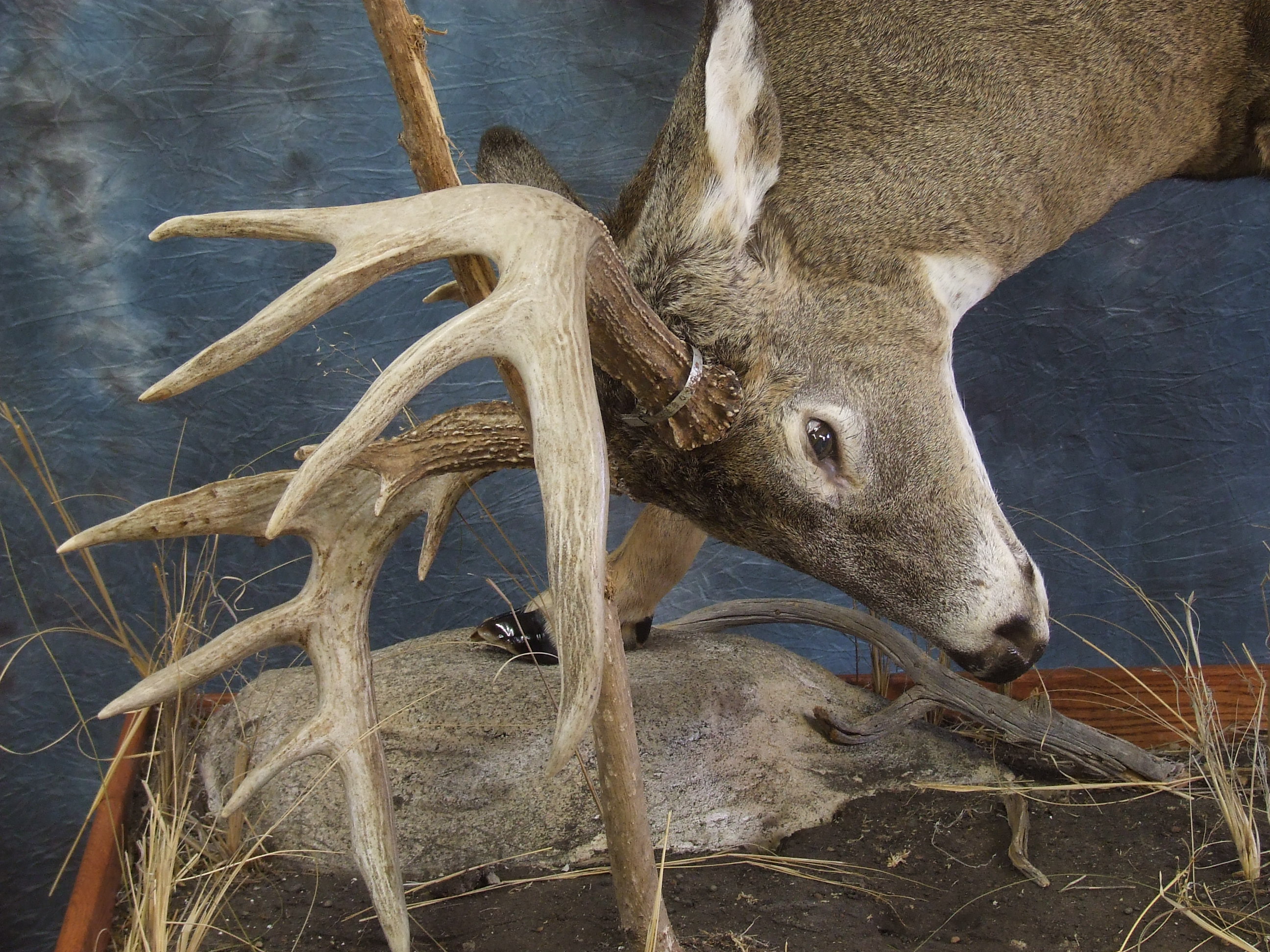 Life-size Deer mount.