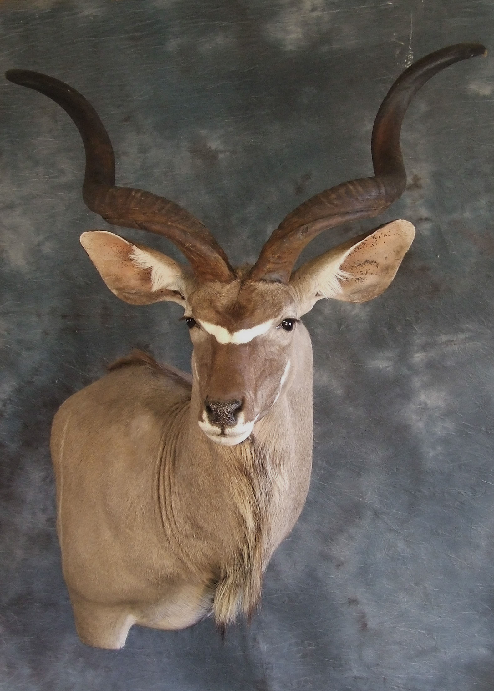 African Kudu.