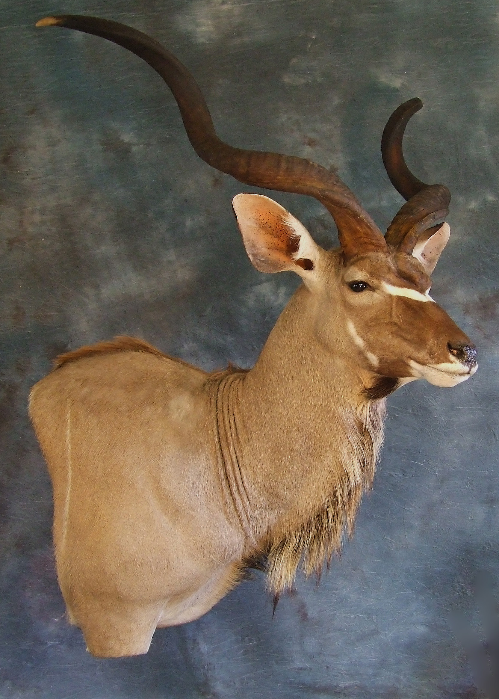 Kudu