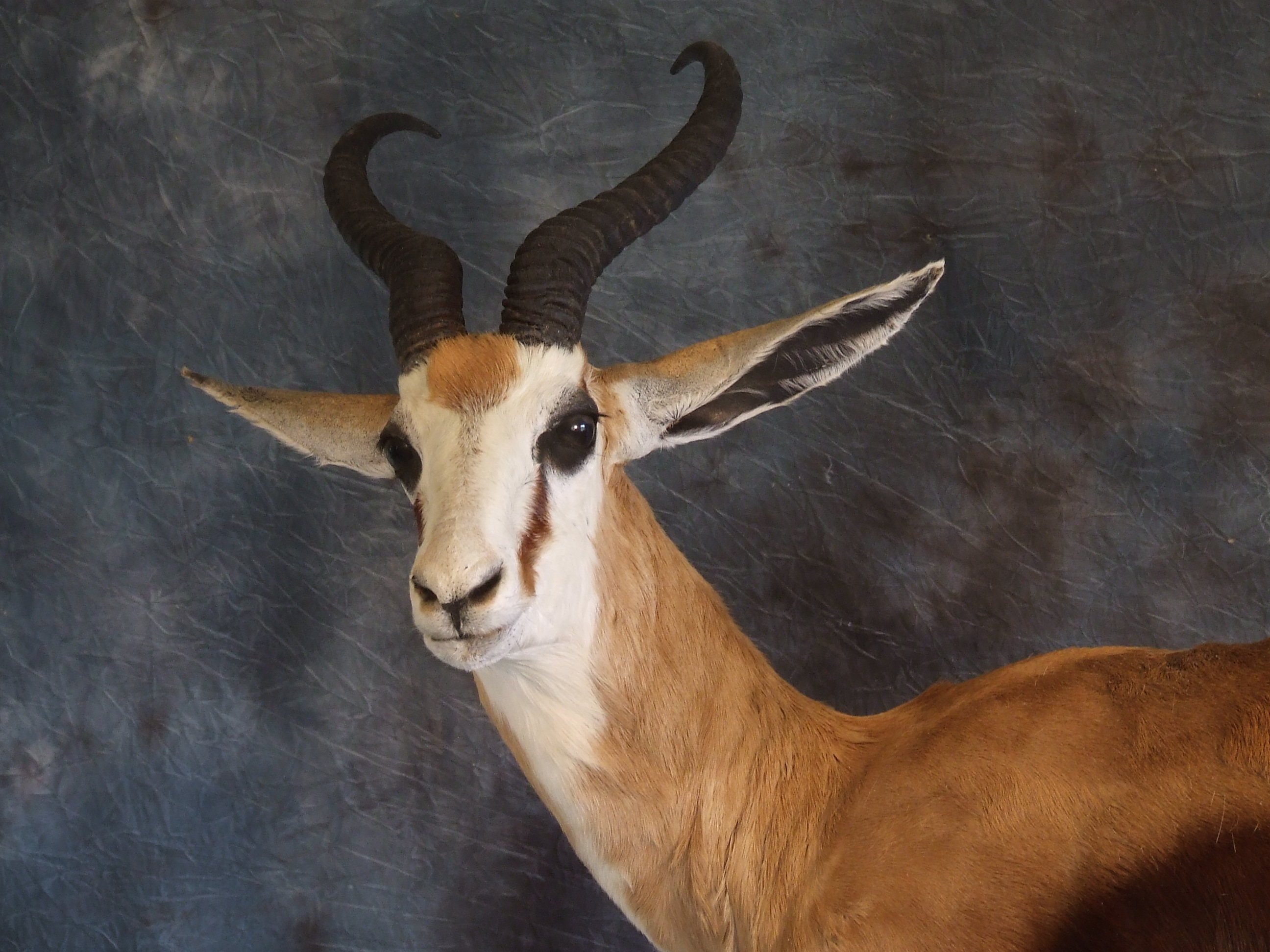 African Taxidermy.