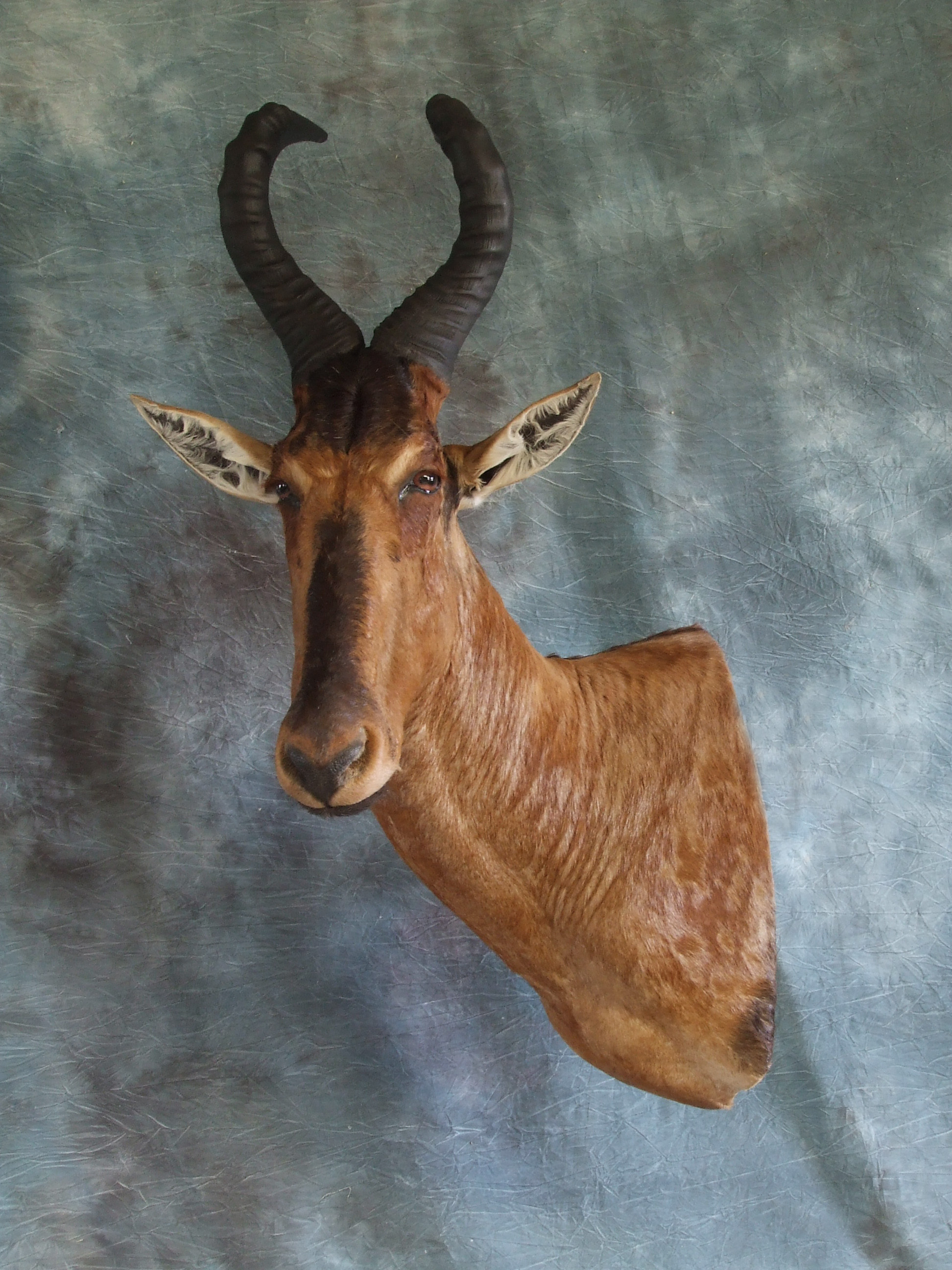 Blesbok.