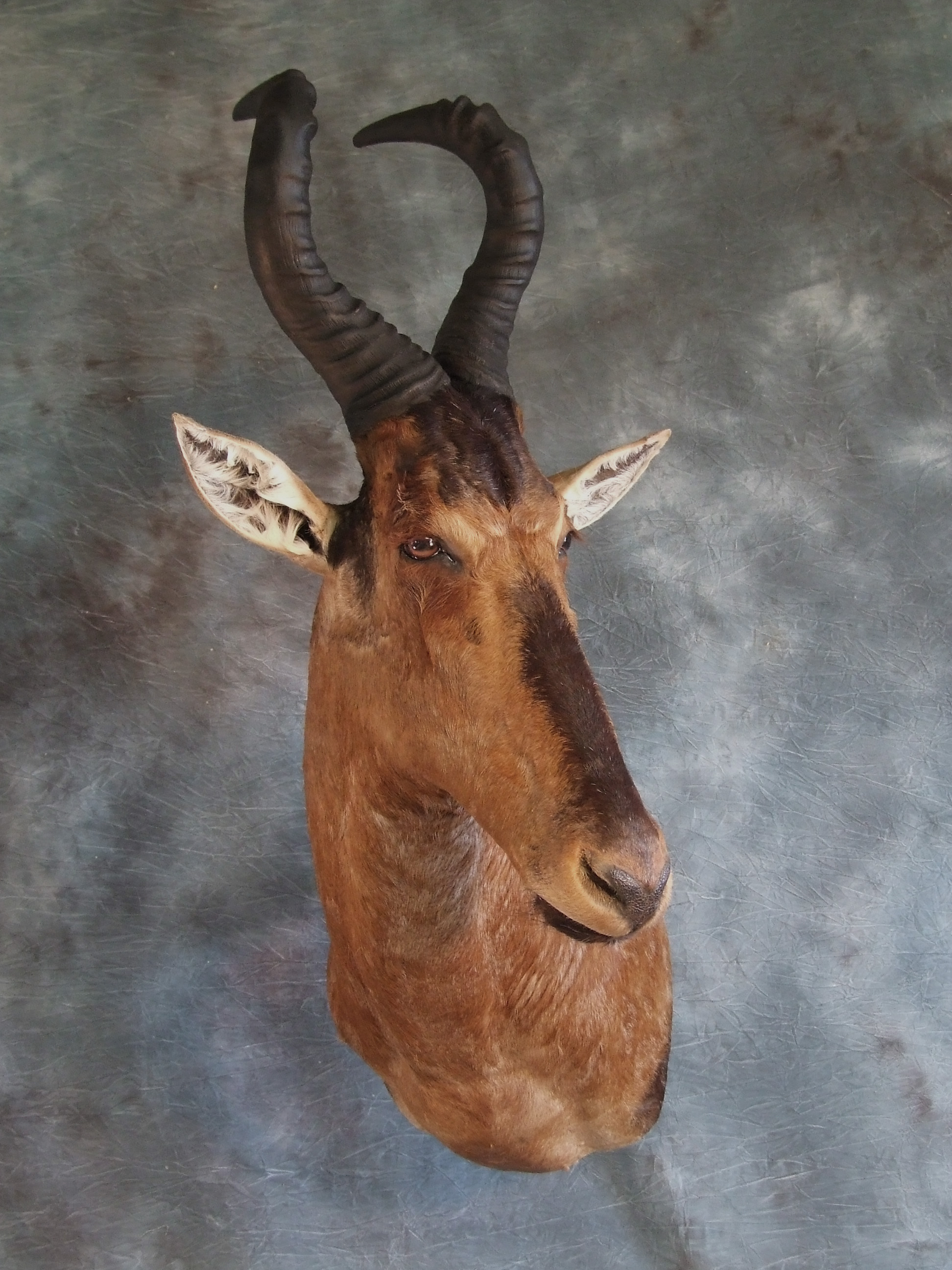 African Taxidermy.