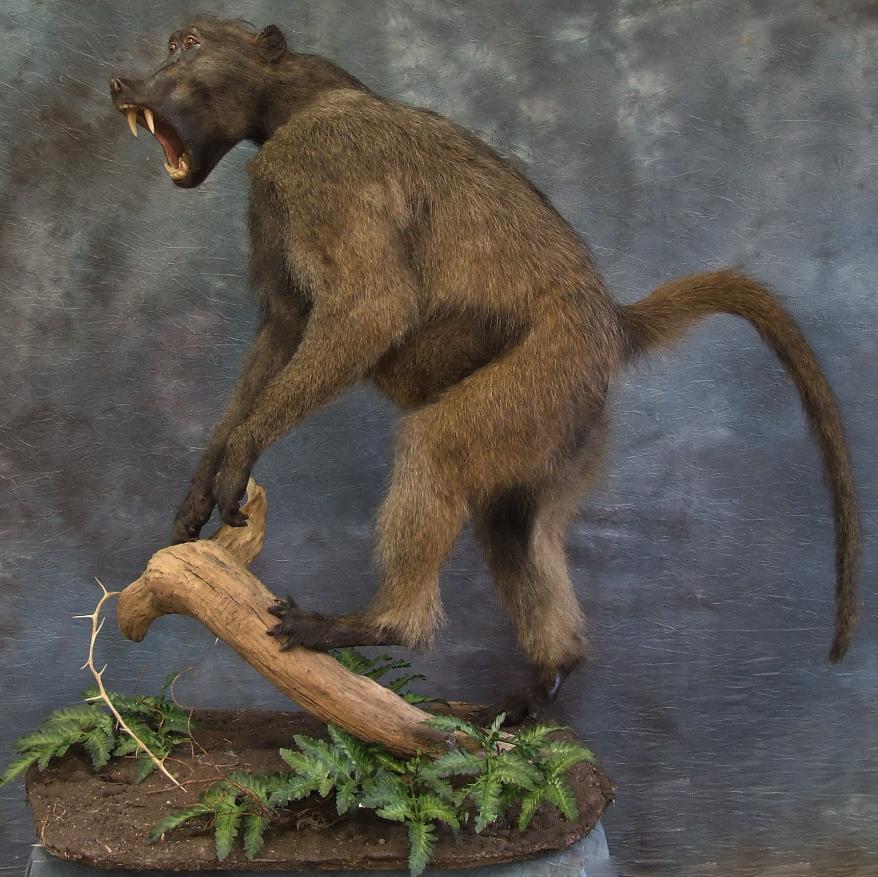 Baboon male mount.