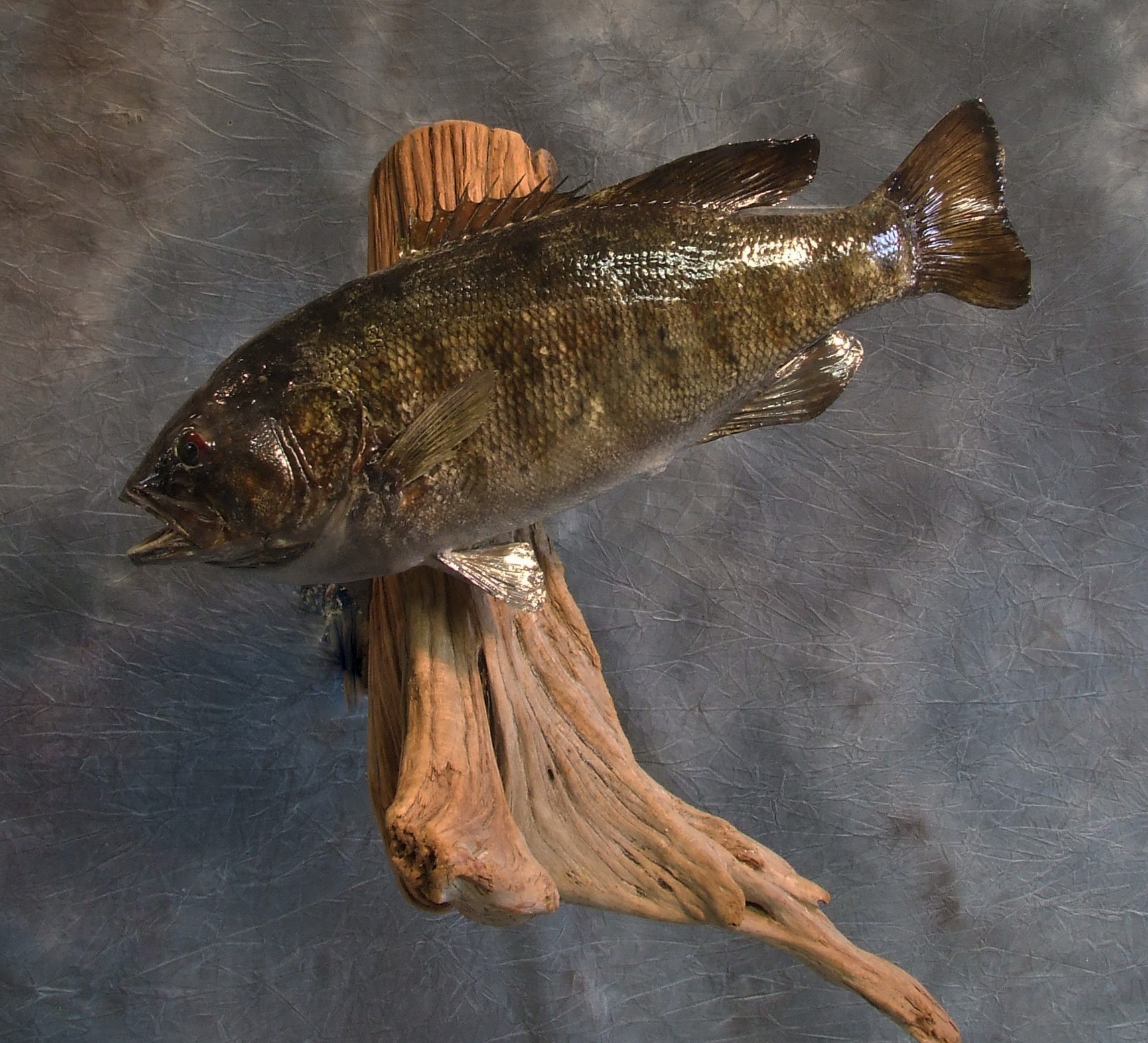 Smallmouth Bass.