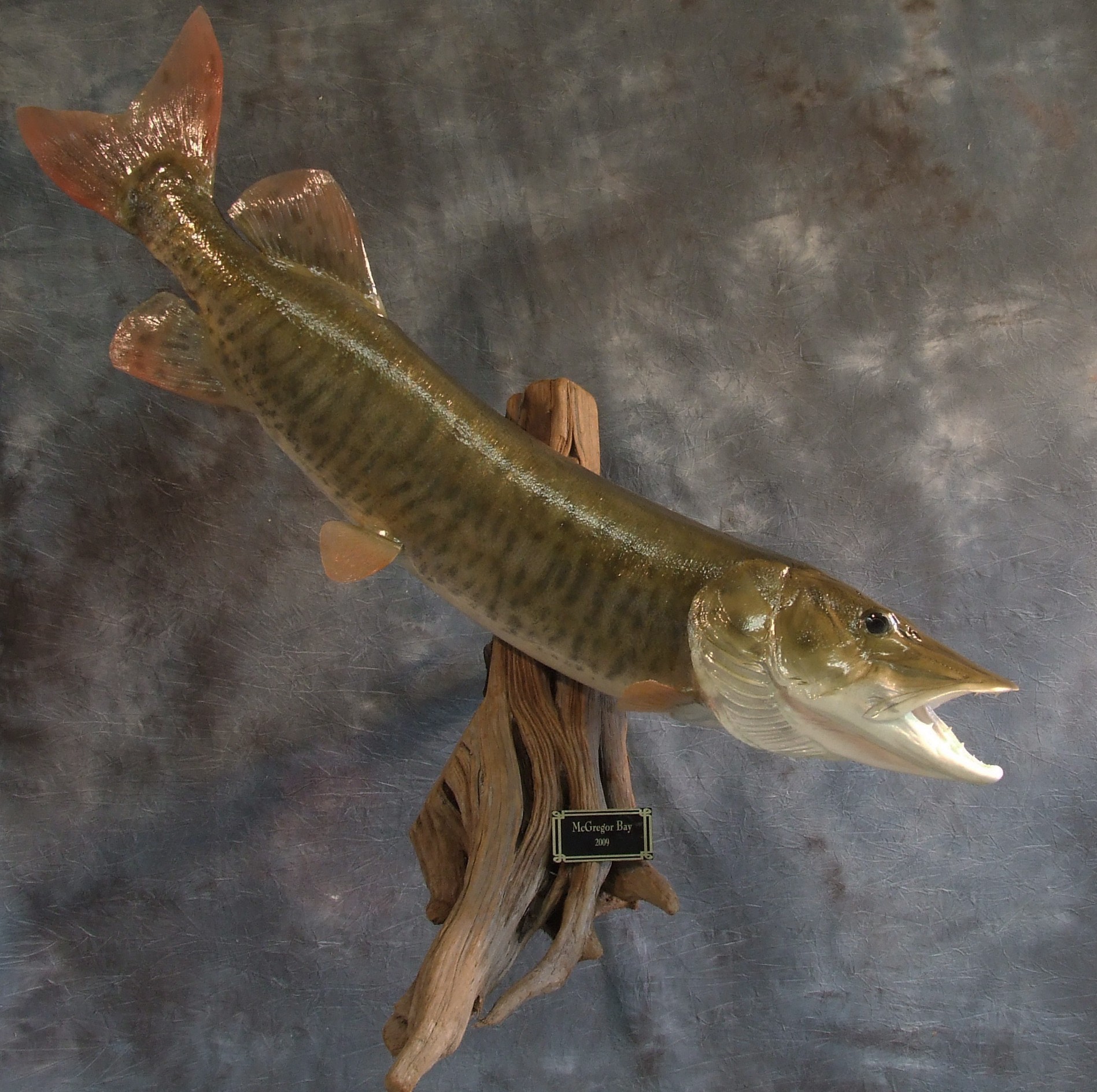 Muskie.