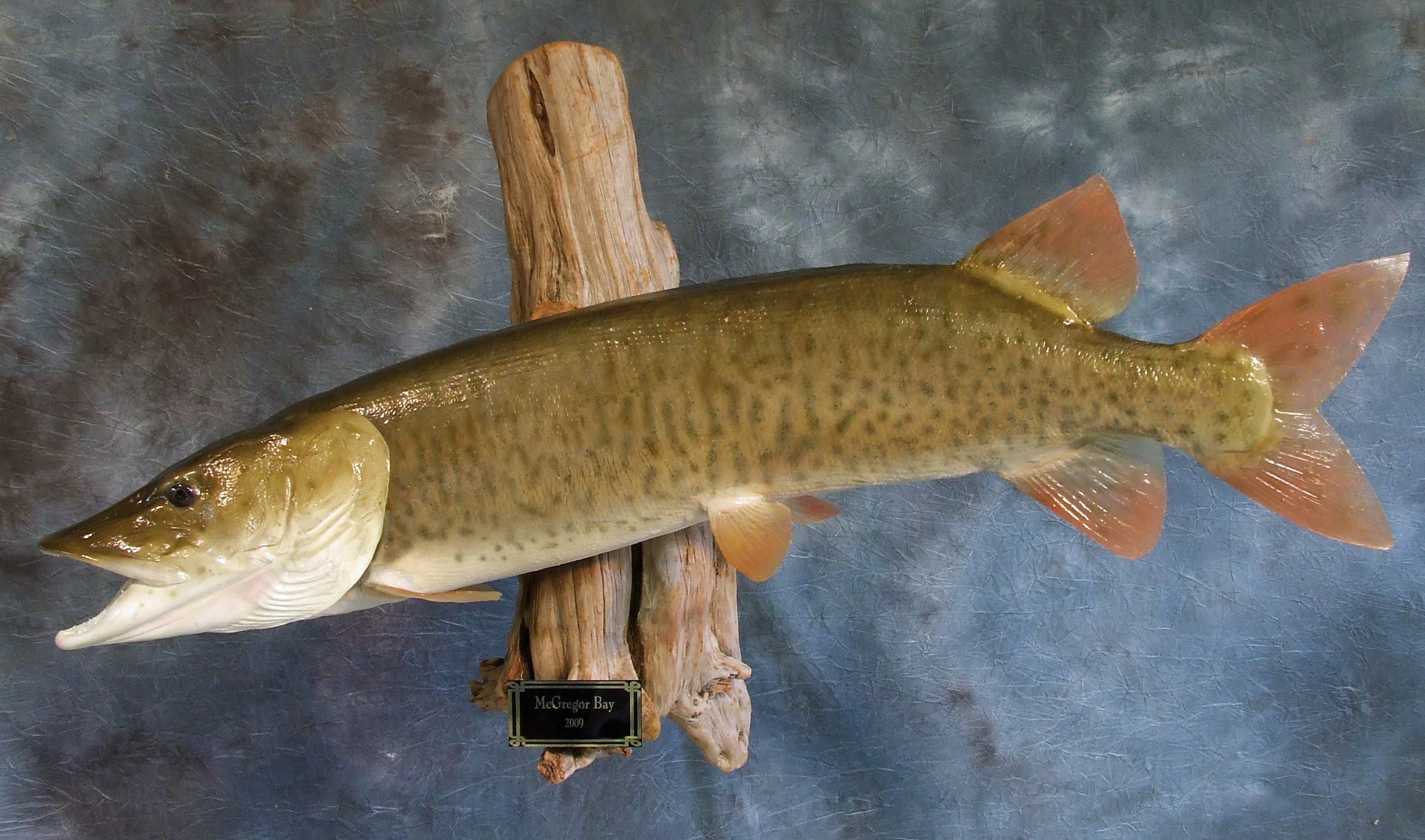 Muskie.