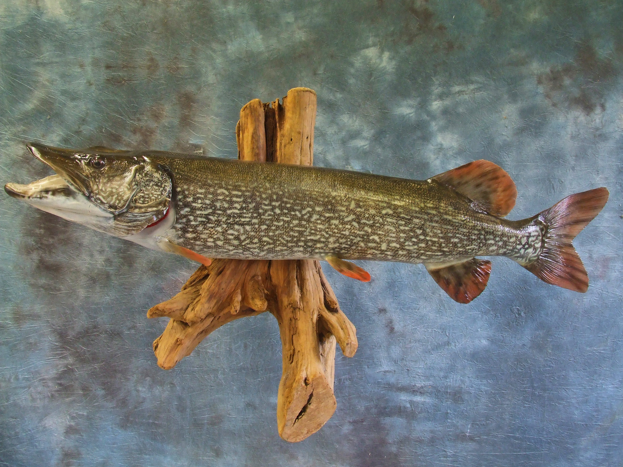 Northern Pike.