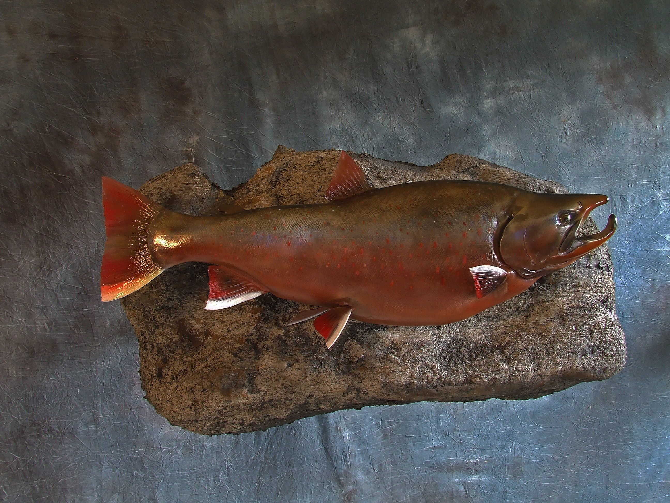 Arctic Char.