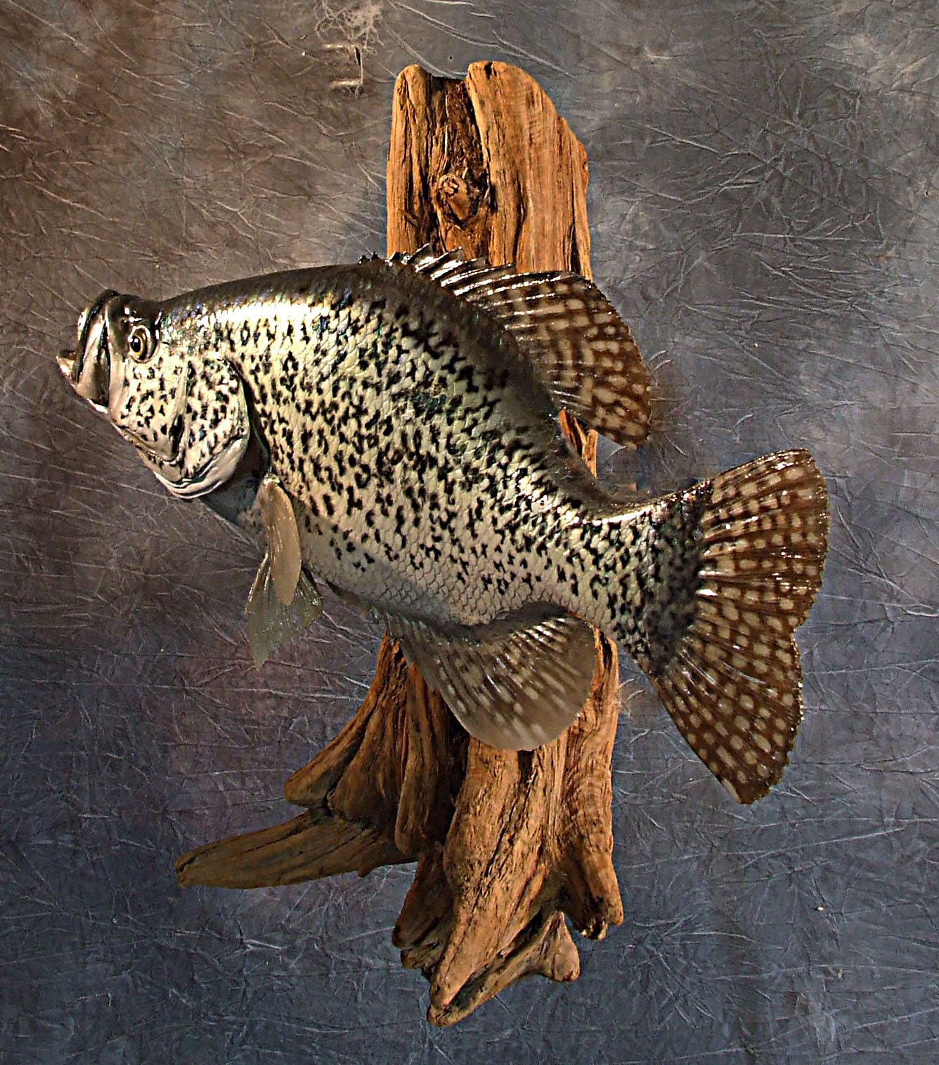 Crappie.