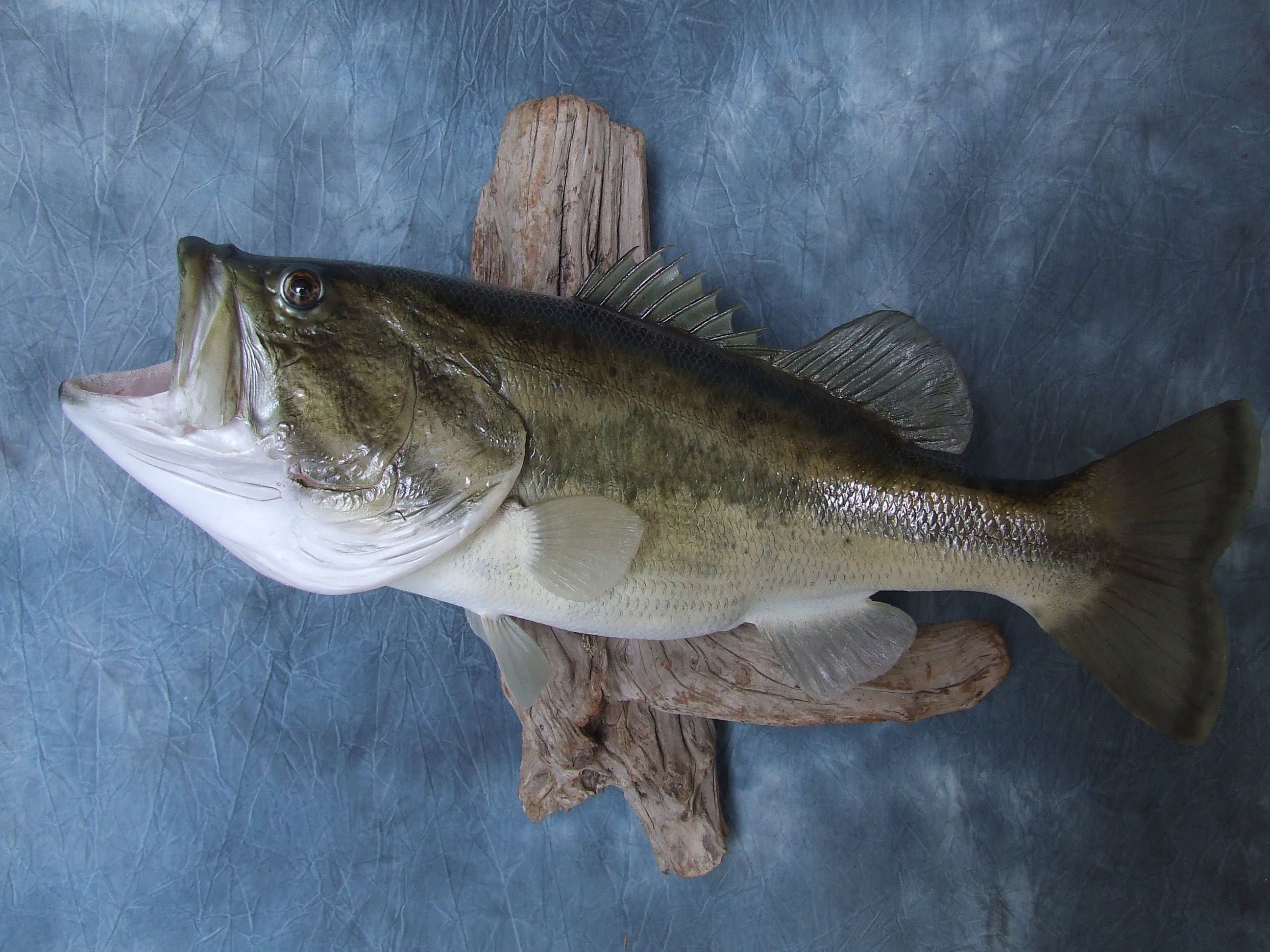 Largemouth Bass