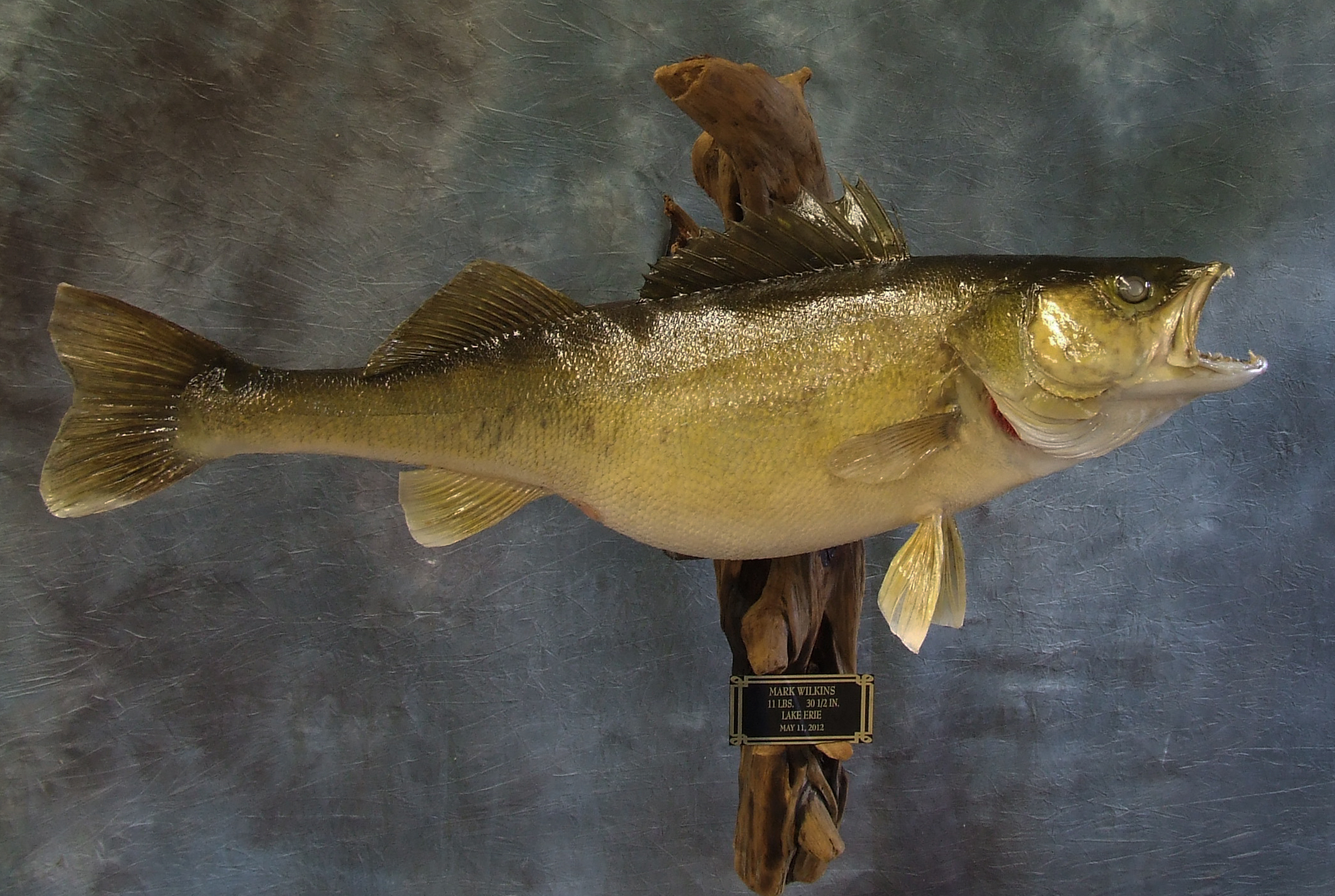 Walleye.