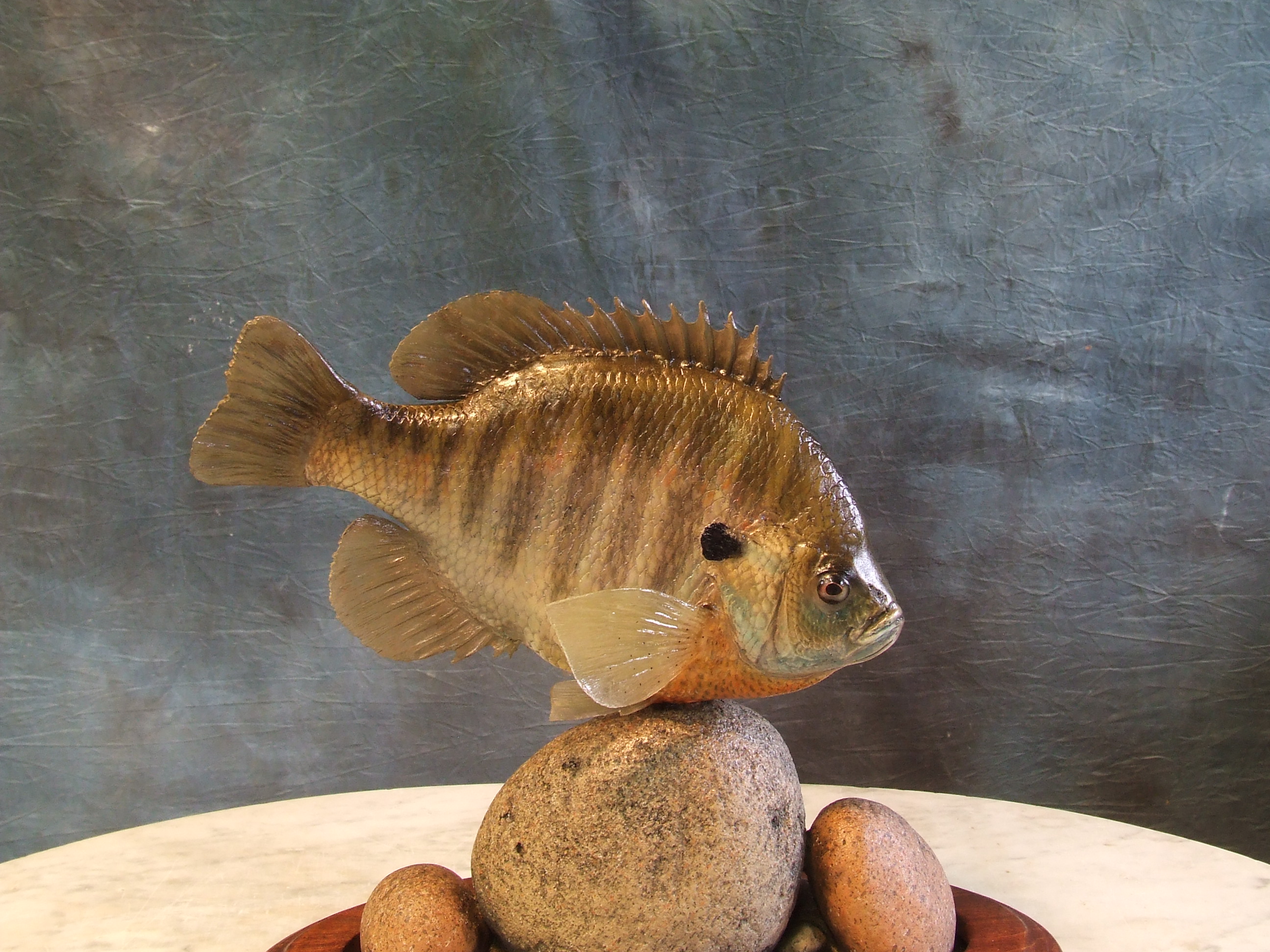 Bluegill