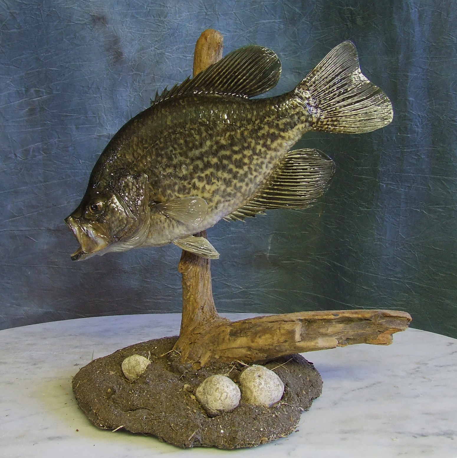 Crappie Taxidermy.