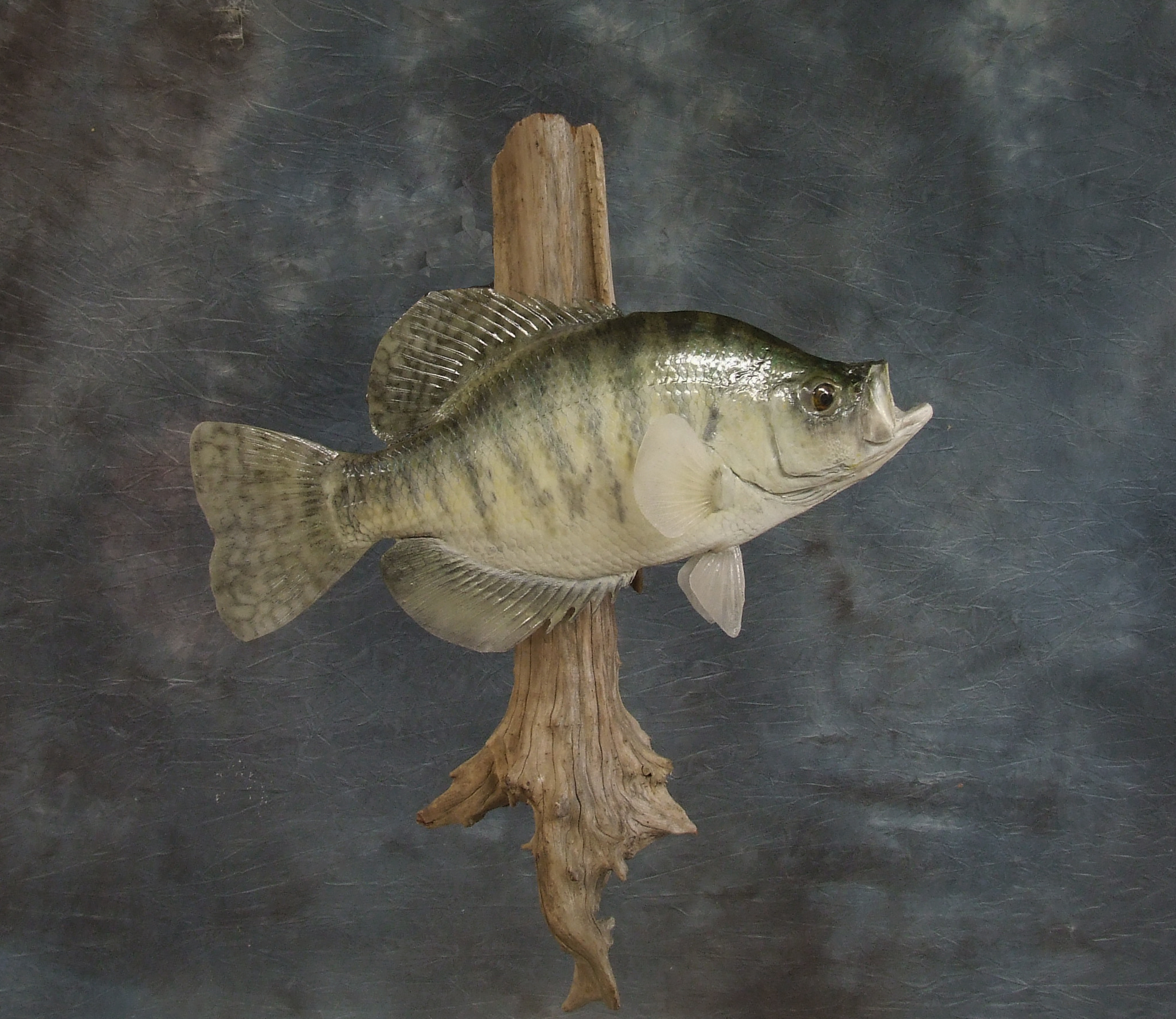 Fish Taxidermy.