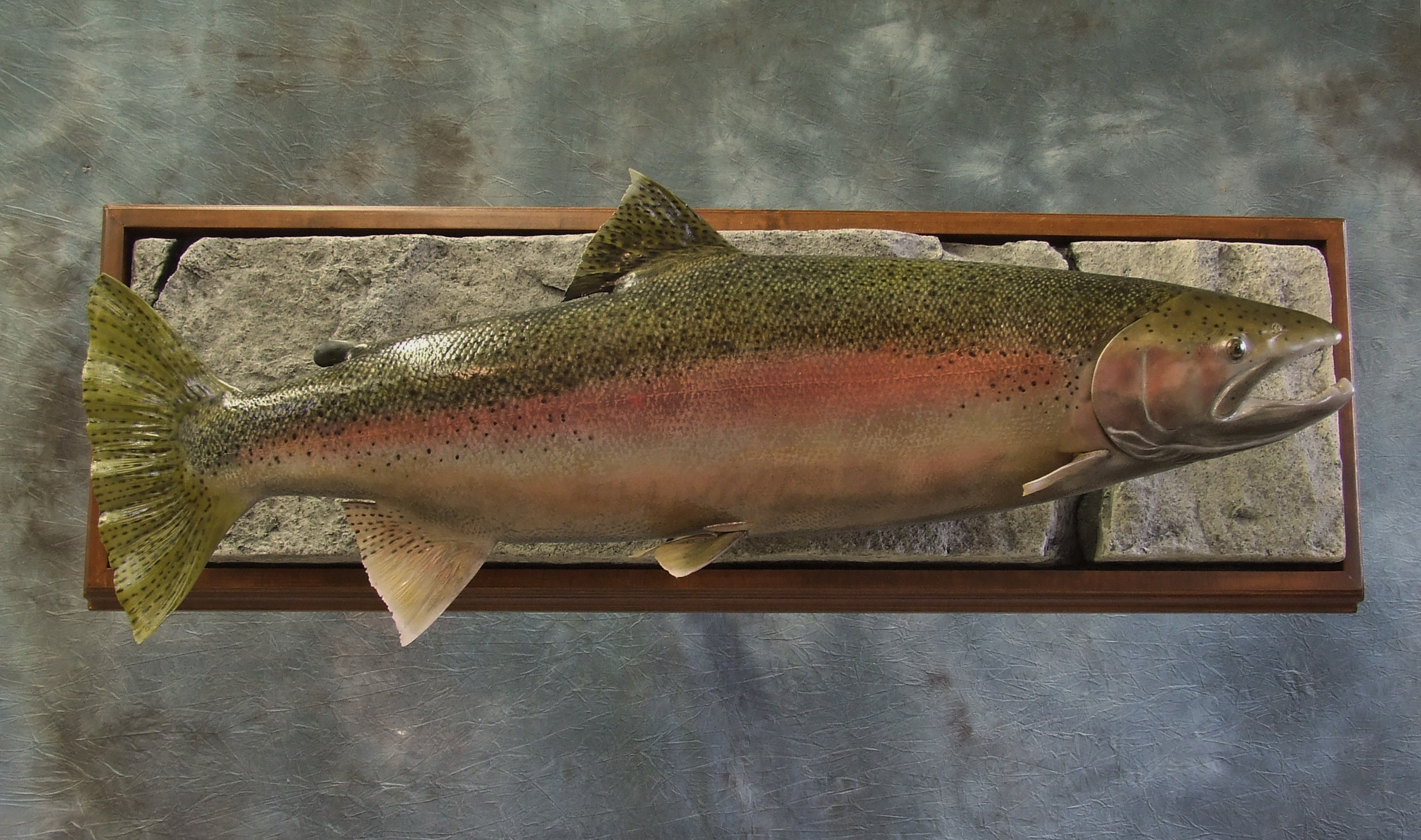 Mounted trout