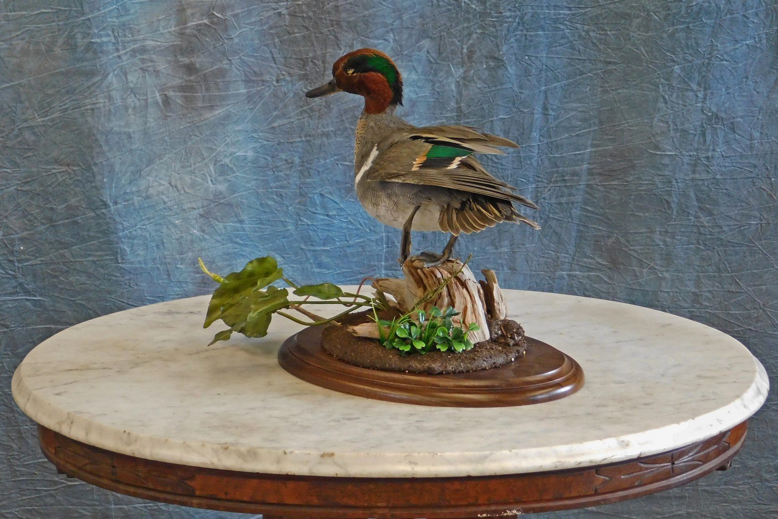 Greenwing Teal Drake.