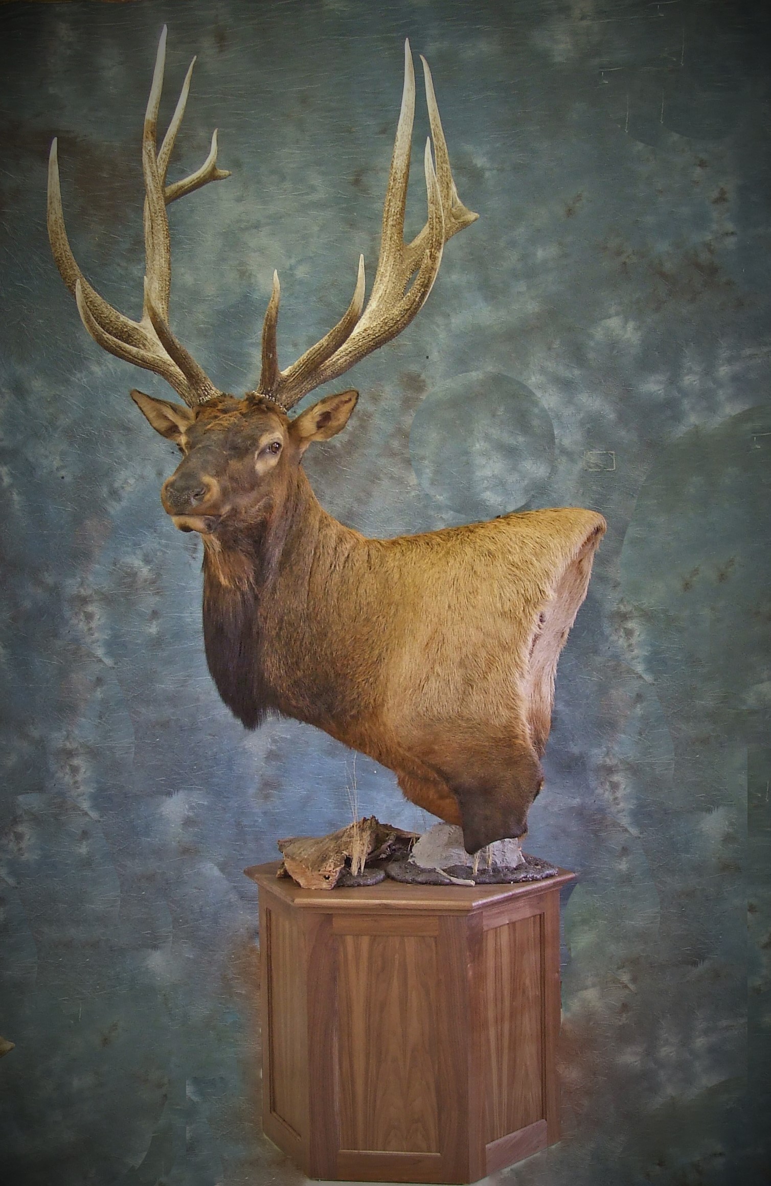 Matt Kriegels massive Elk  mount.