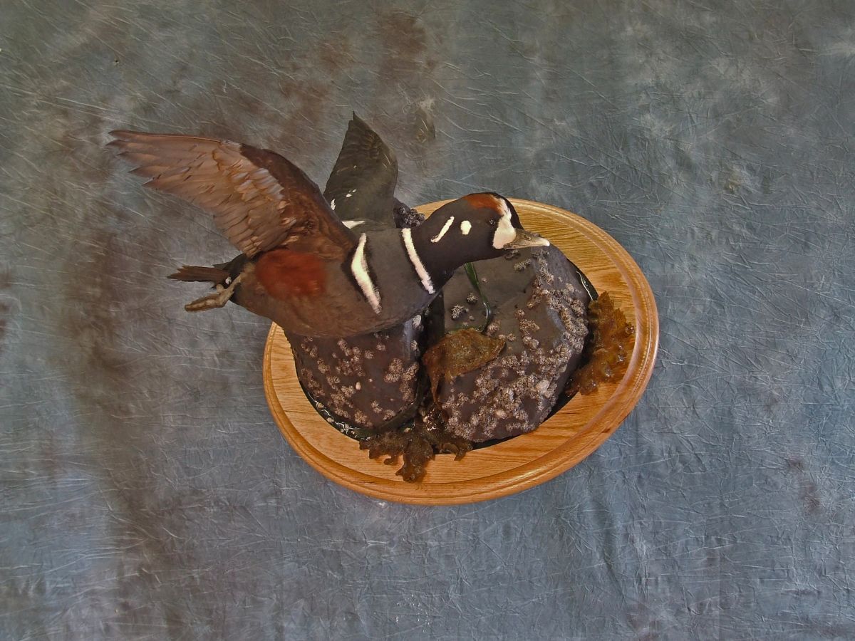 Harlequin Duck