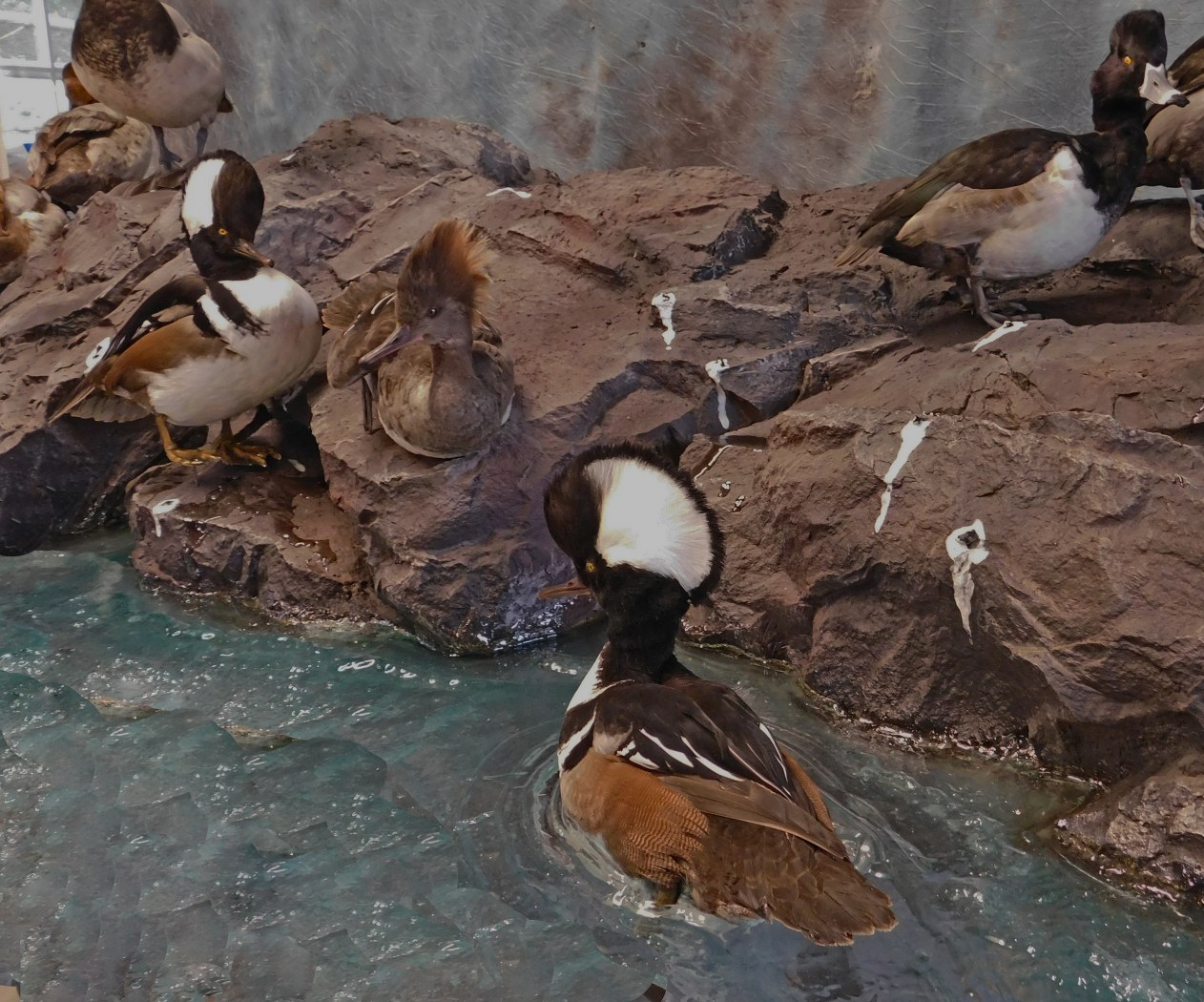 Another angle of Mixed bag of Ducks.