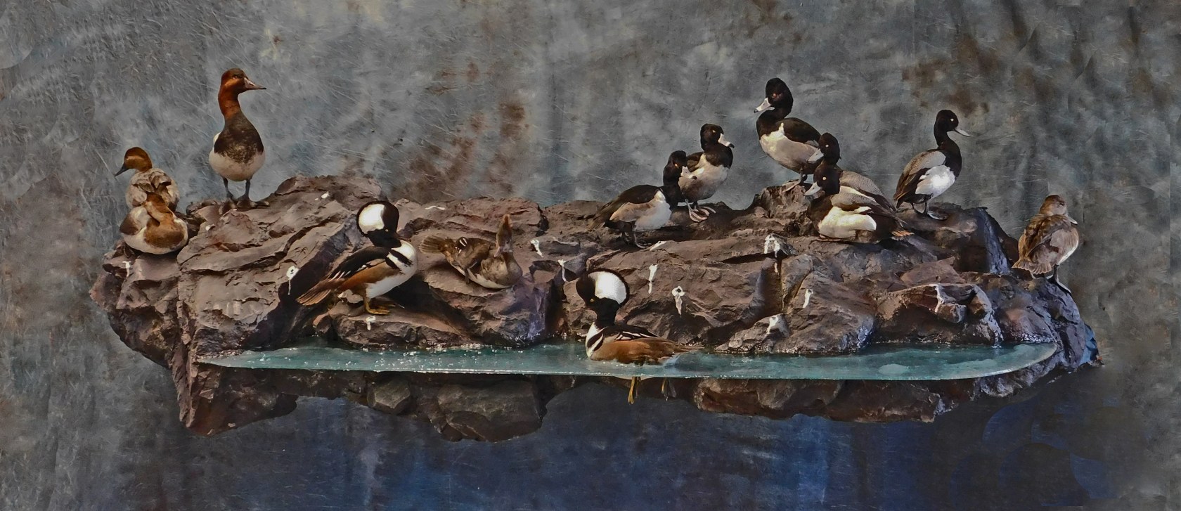 Large rock full of diver ducks.