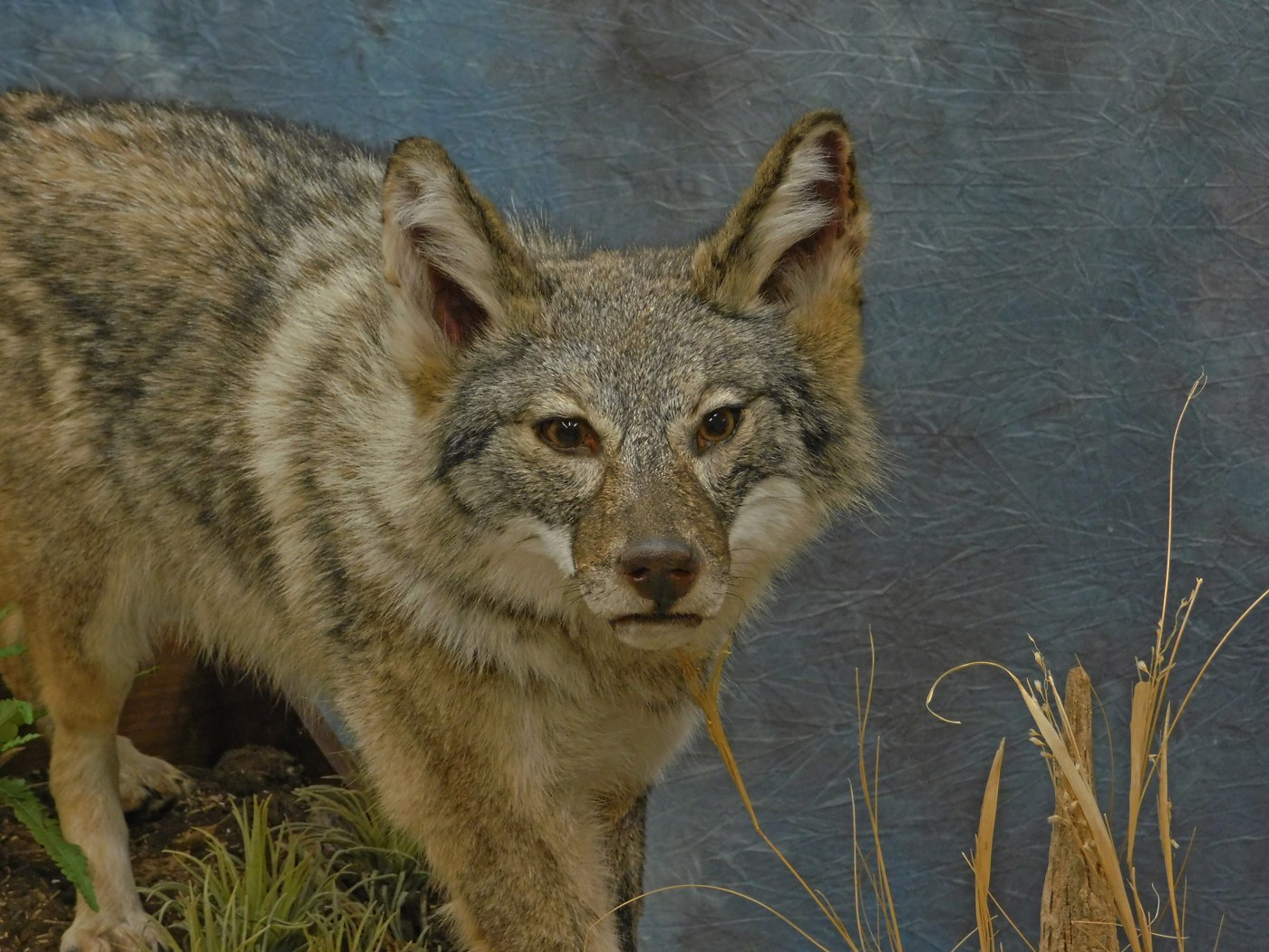 Female Coyote head on picture..
