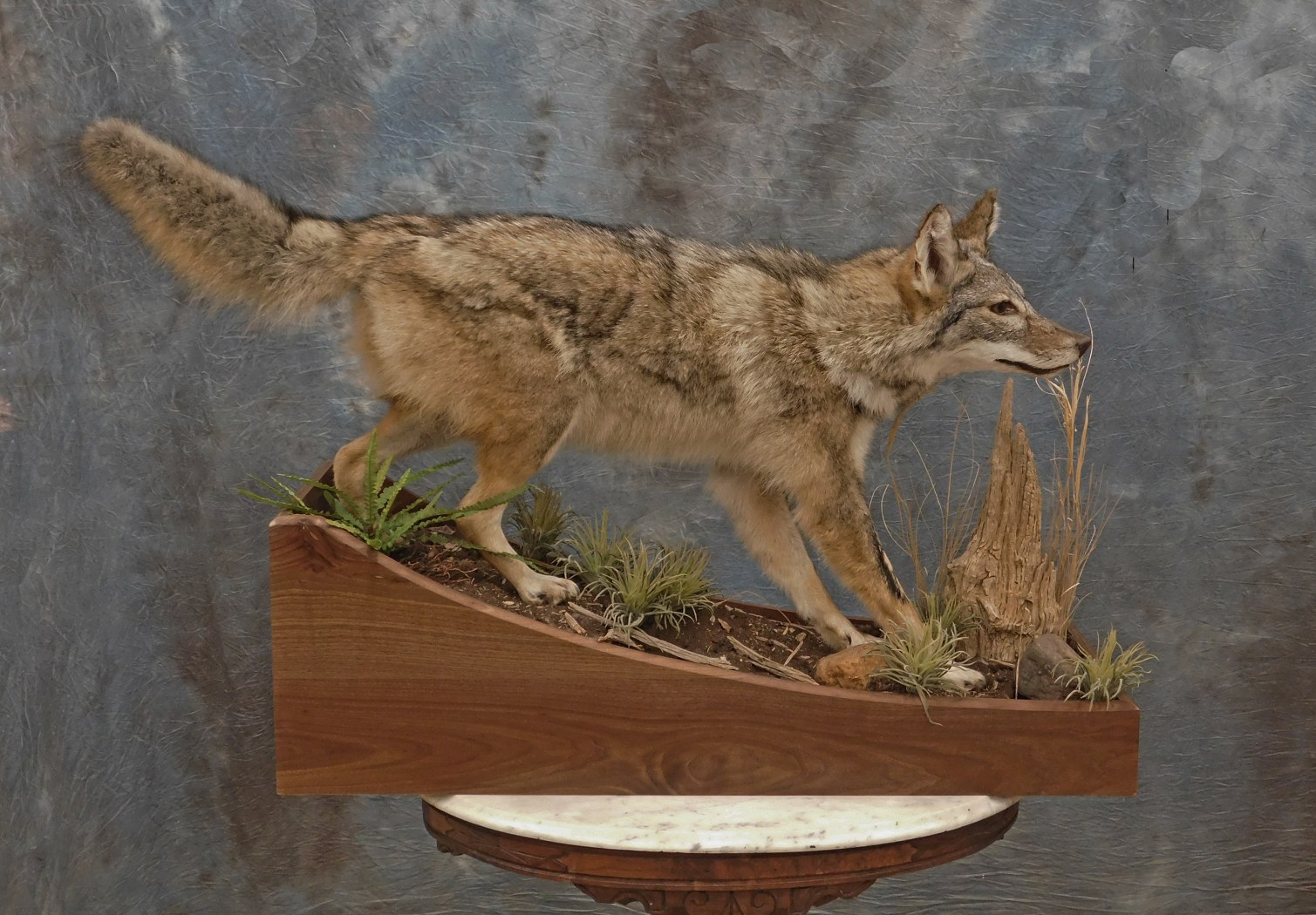 Female Coyote.