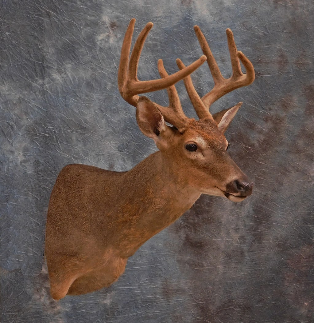 Velvet Buck.