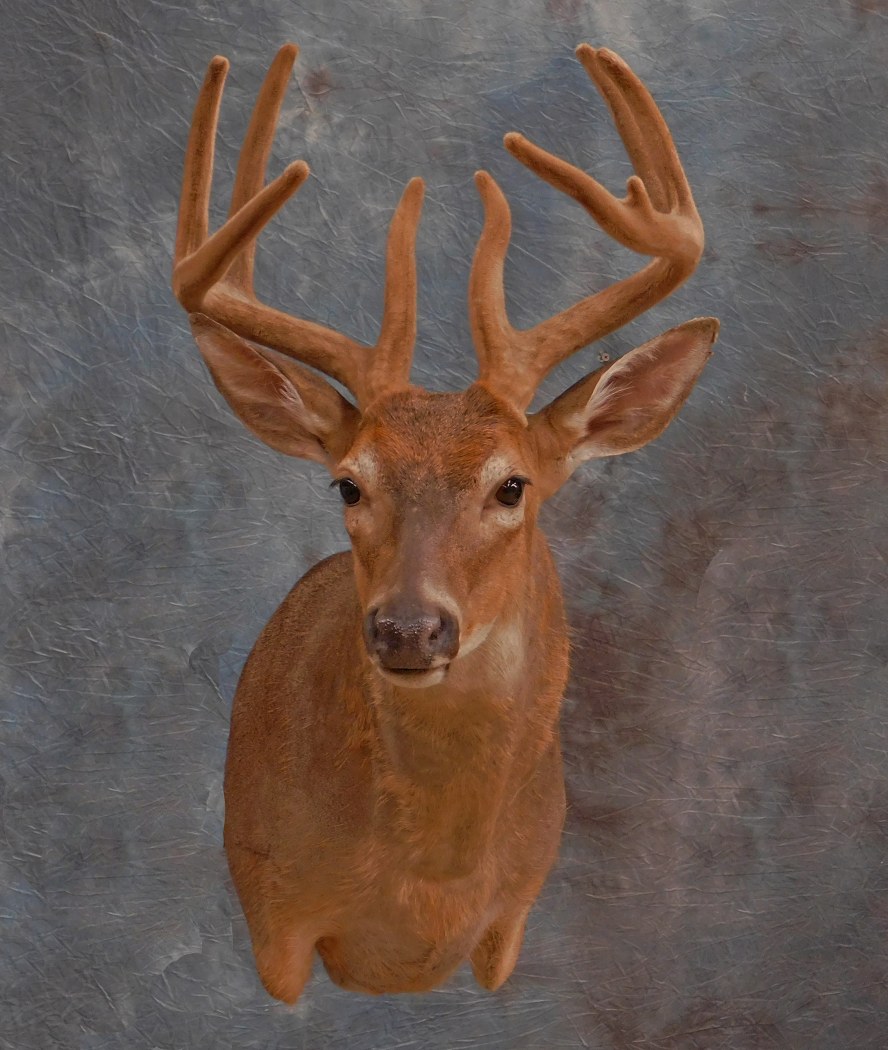 Front view of the Velvet Buck.