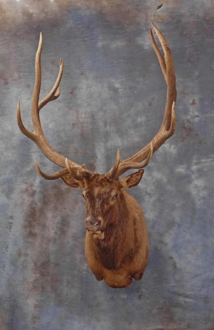 Bull Elk .