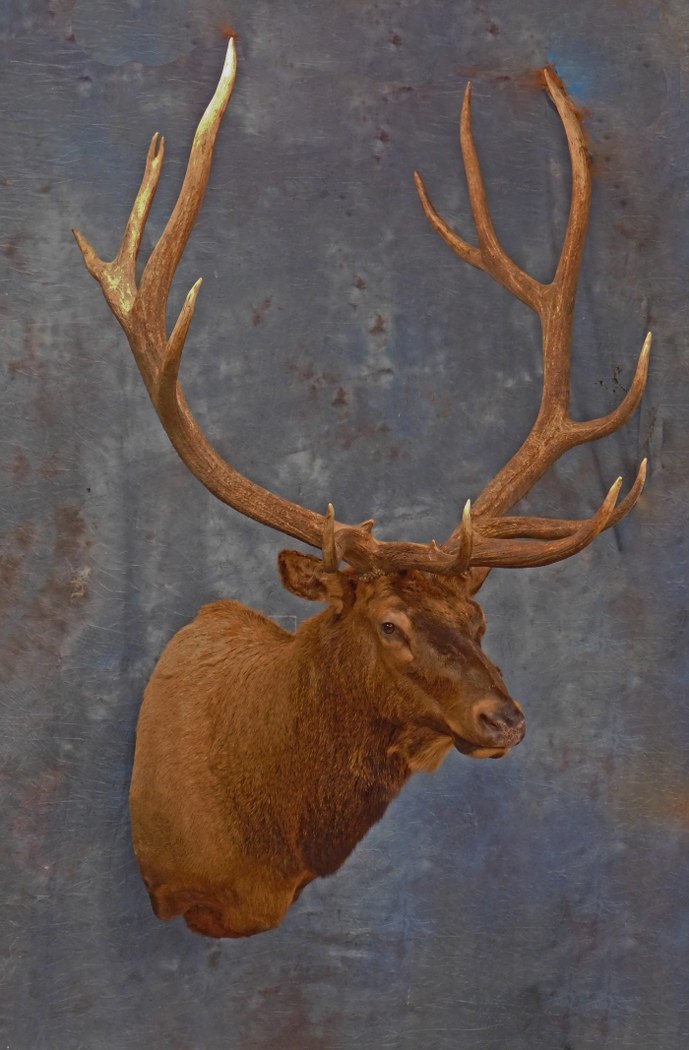 Bull Elk .