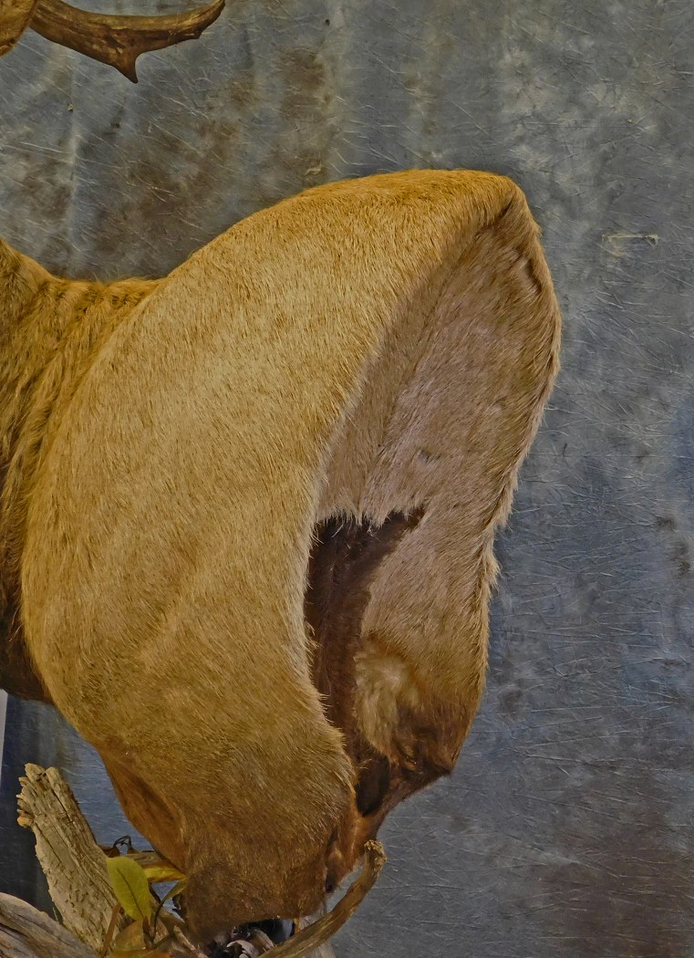 Pedestal backing of Bull Elk.