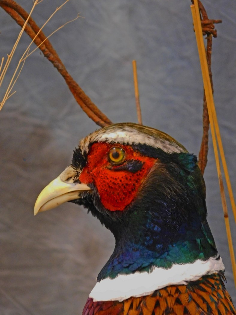 Close up pheasant face.