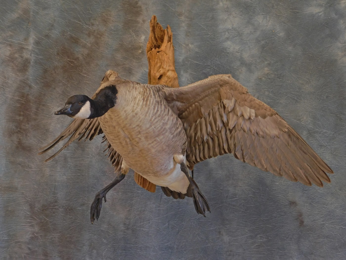 Canada Goose landing.