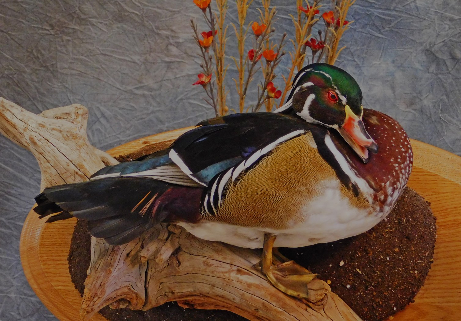 Woodduck Drake.