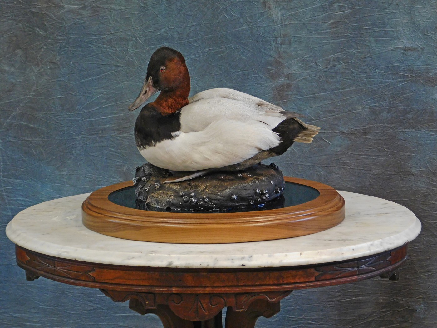 Relaxed Canvasback Drake.