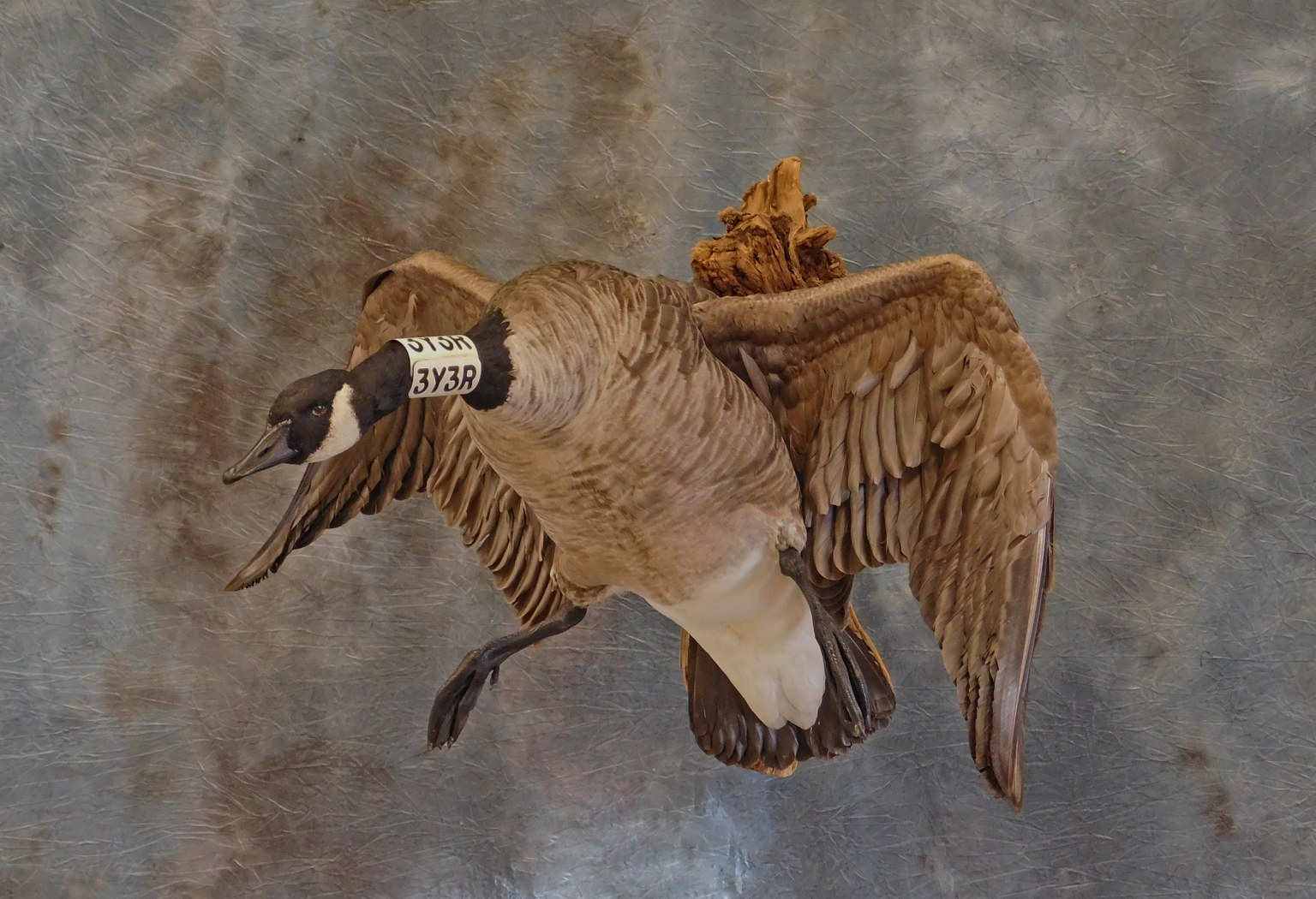 Banded Goose.